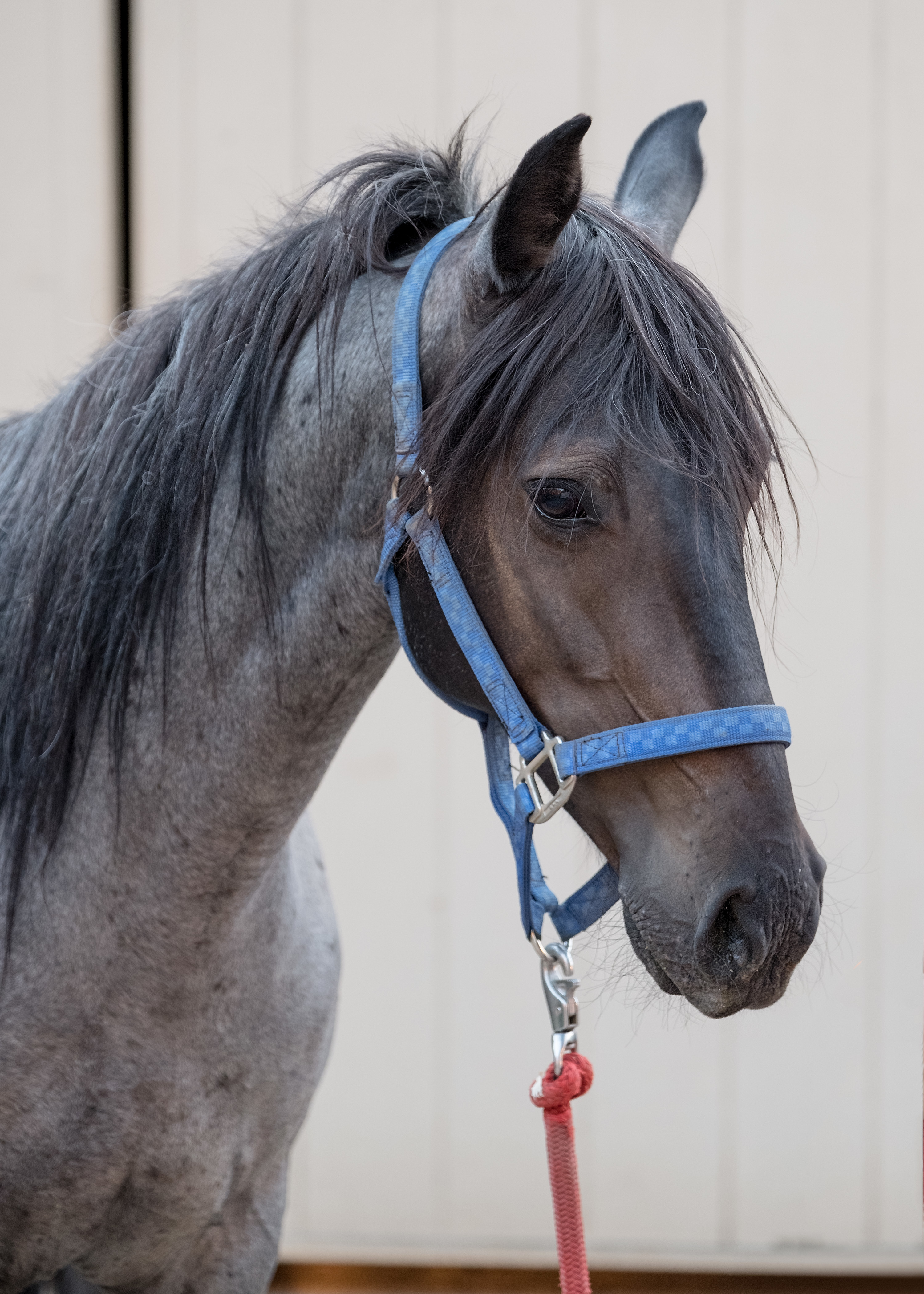 Blue - Non-riding Companion, Adoptable, Adult Male Mustang.