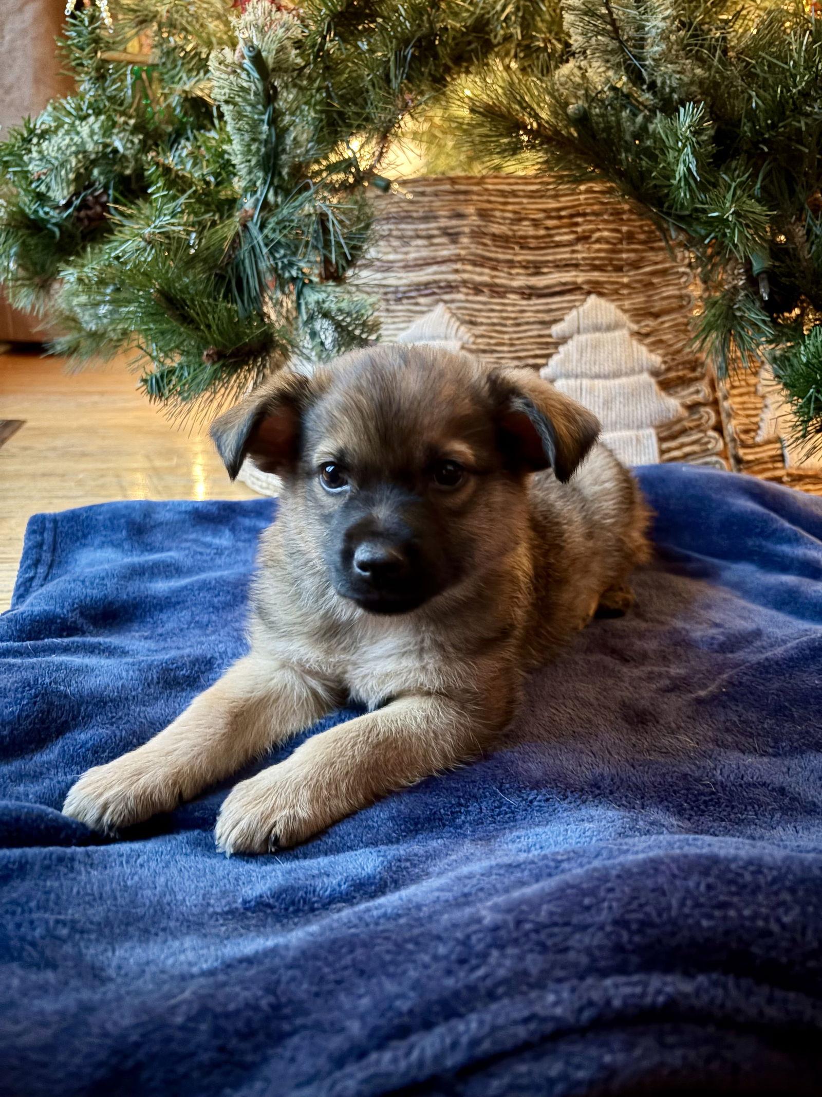 Enlarge Pugsley, a Adoptable mixed breed in Hillside, IL image 1/3