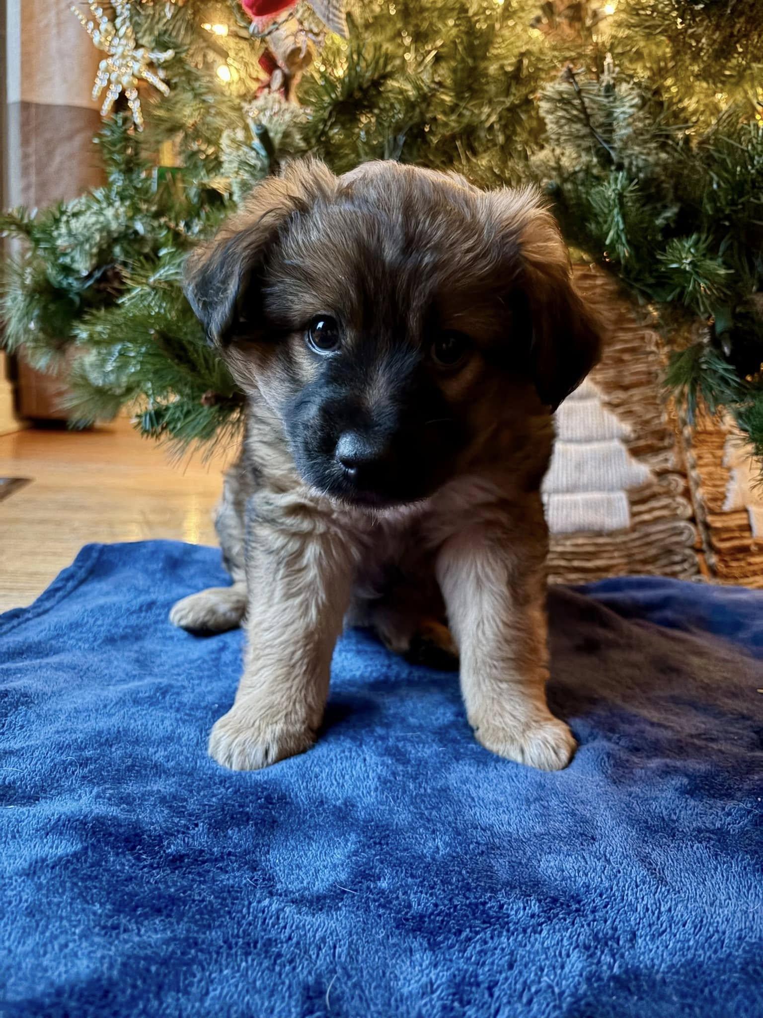 Enlarge Pugsley, a Adoptable mixed breed in Hillside, IL image 2/3