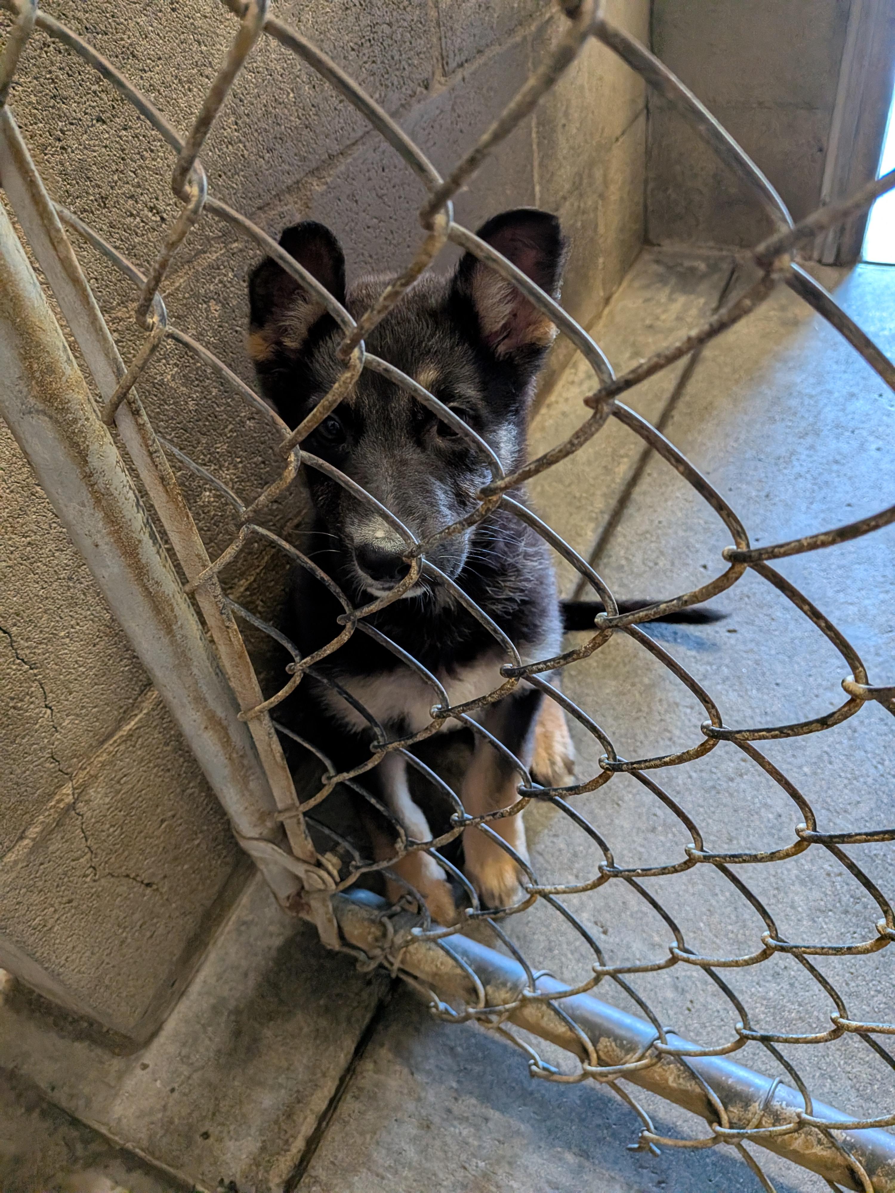 Shayla , adopted, Puppy Female German Shepherd Dog.