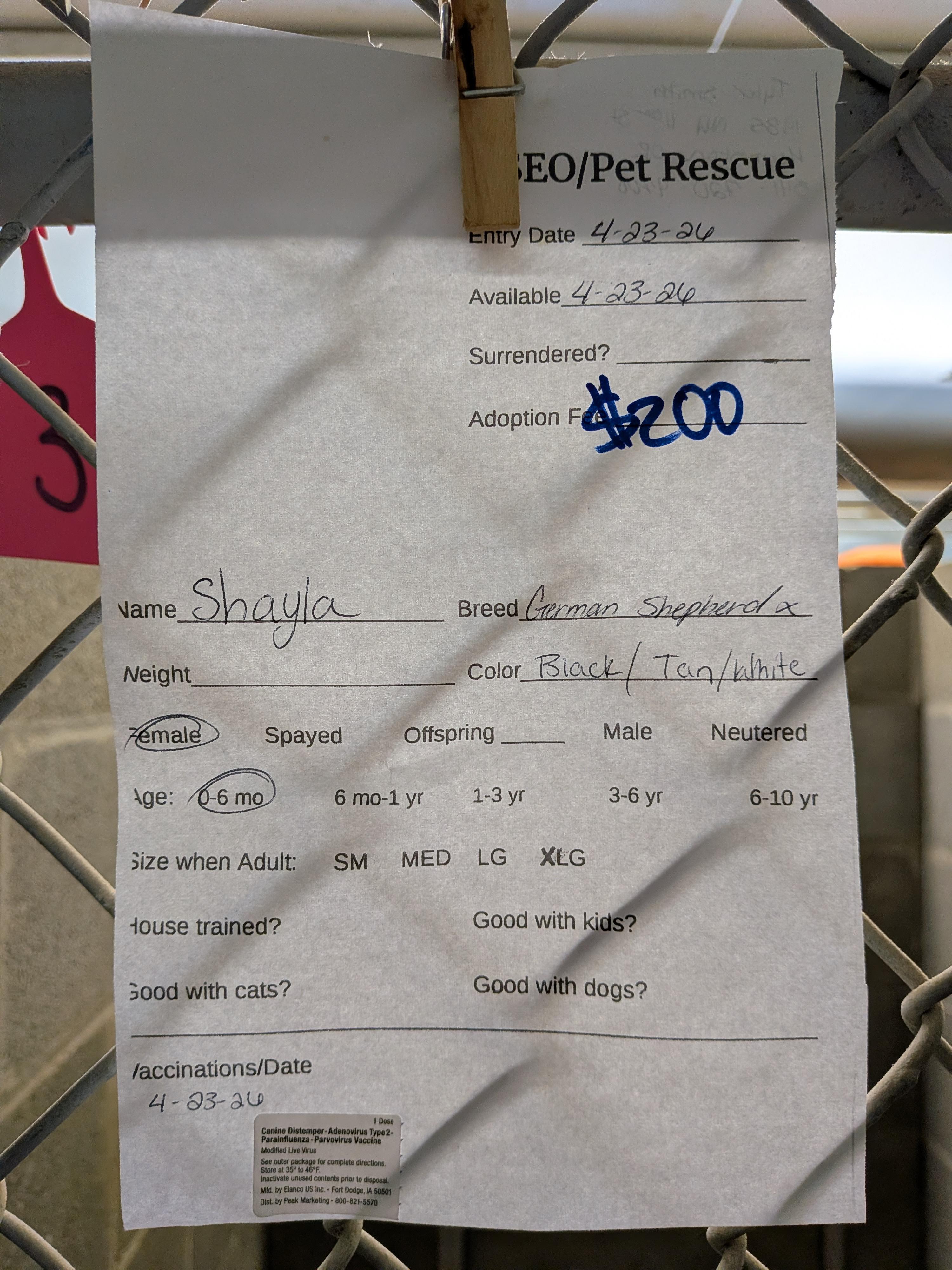 Shayla , an adopted mixed breed in Hermiston, OR image 3/3