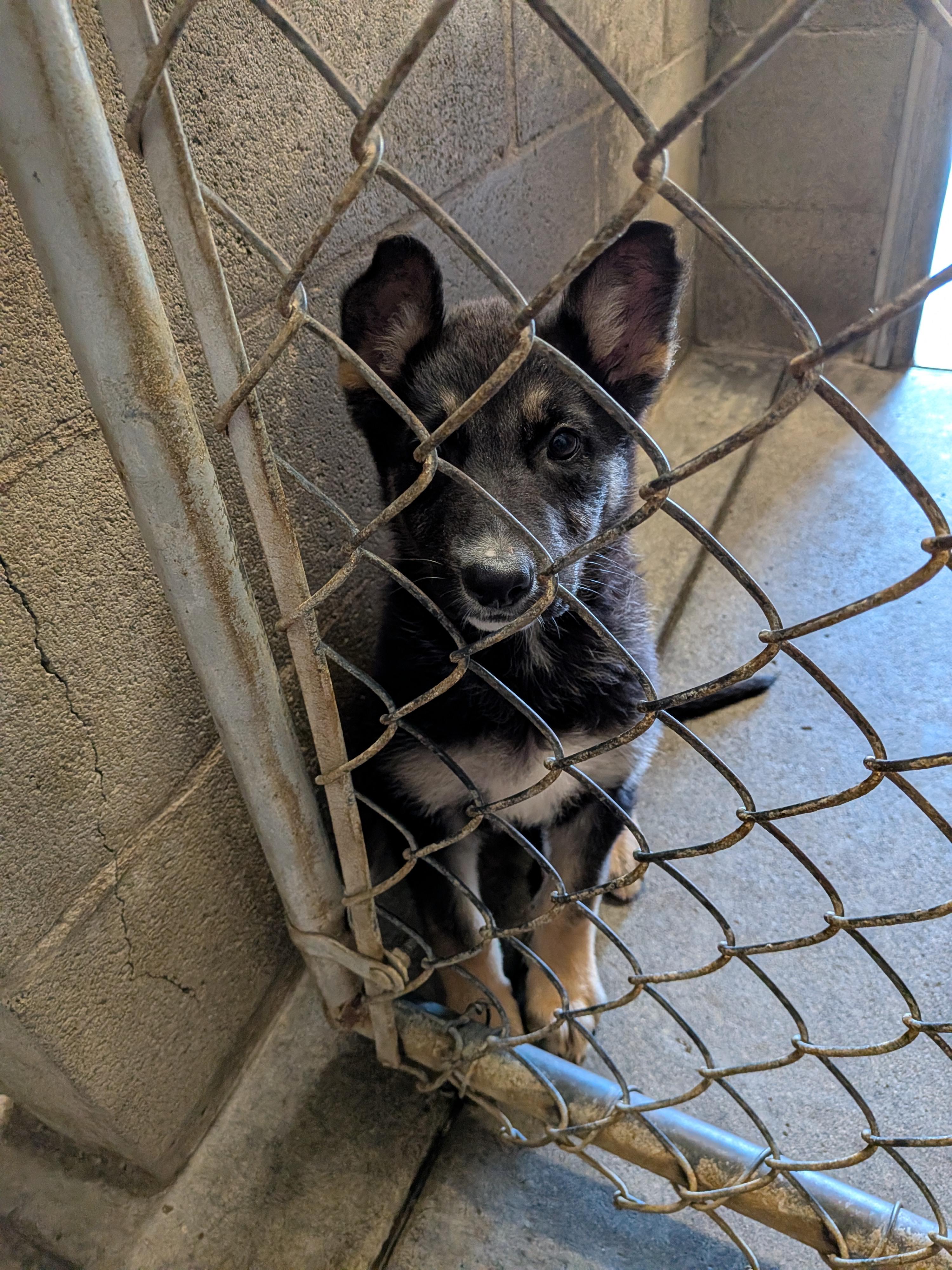Shayla , an adopted mixed breed in Hermiston, OR image 2/3