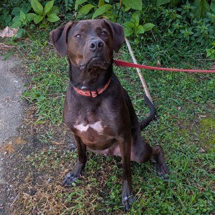 Goose, a Adoptable mixed breed in Richmond, VA image 2/3