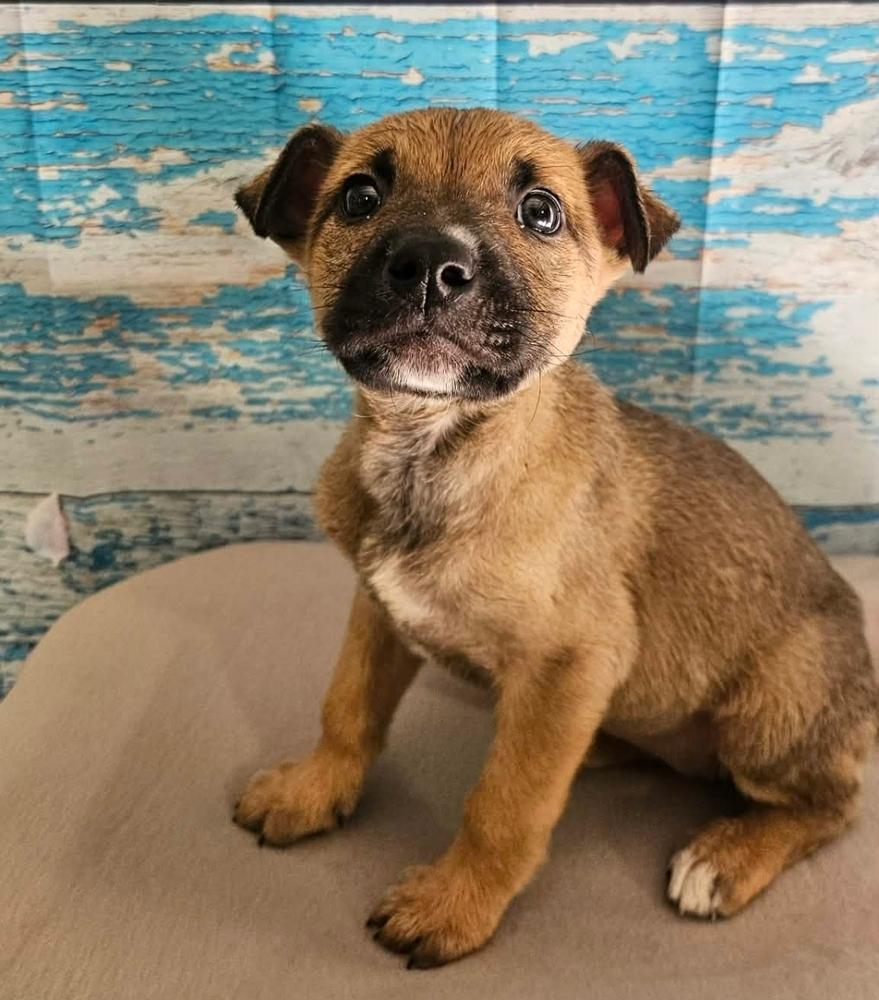 Plum Pudding, Adoptable, Puppy Female German Shepherd Dog.