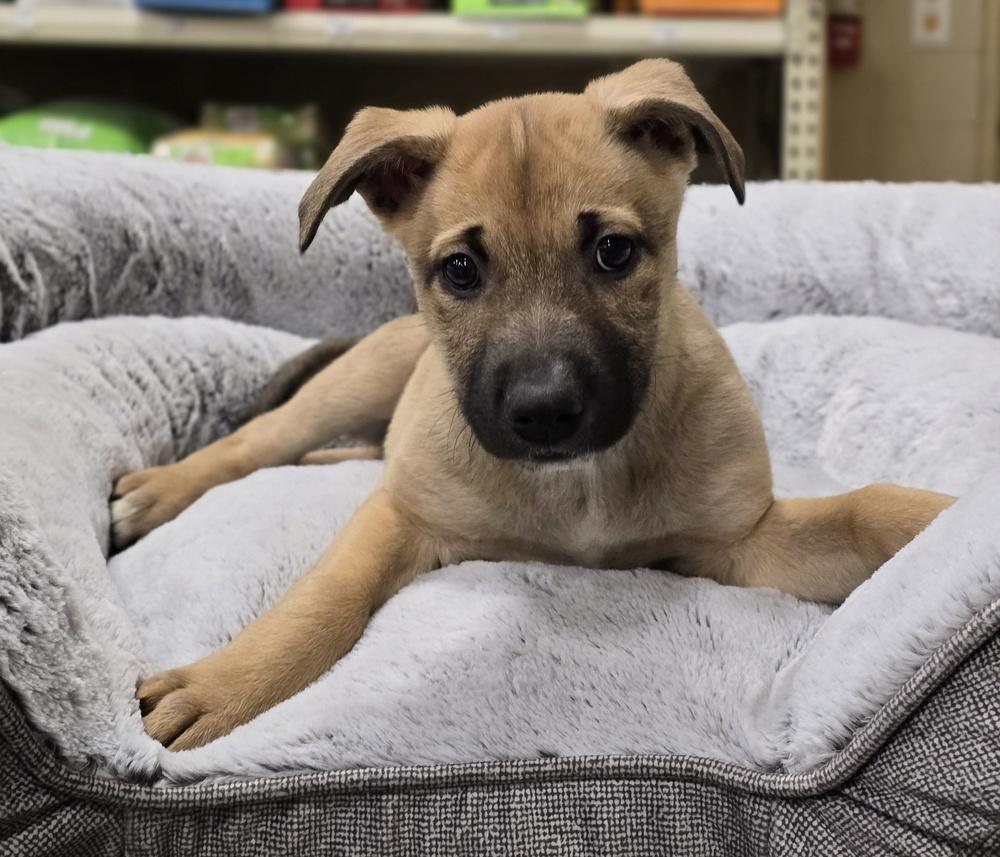 Enlarge Plum Pudding, a Adoptable mixed breed in Sedalia, CO image 5/6