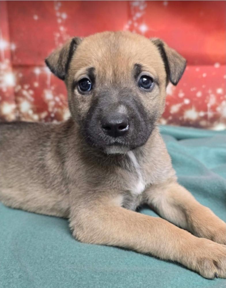 Enlarge Plum Pudding, a Adoptable mixed breed in Sedalia, CO image 4/4