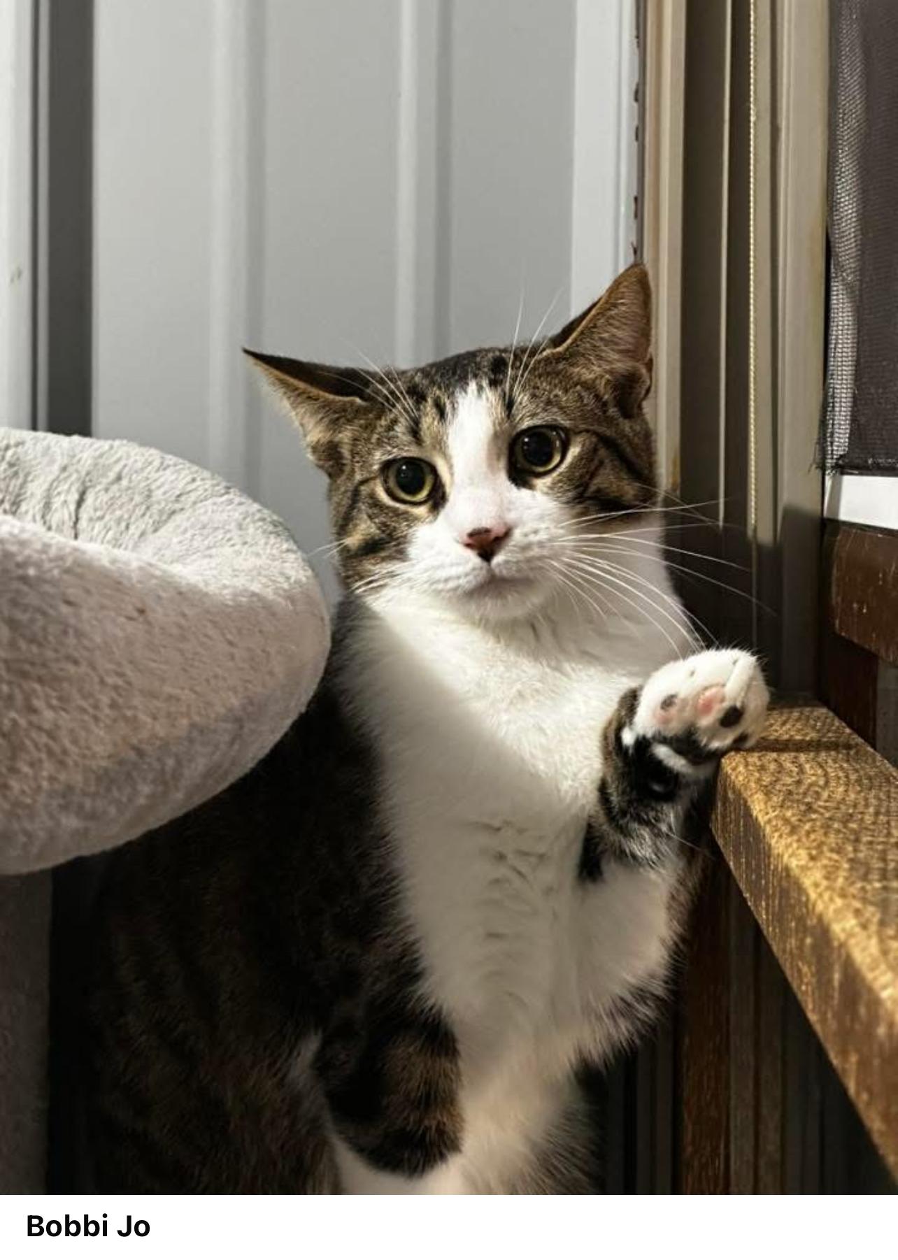 Enlarge Bobbi Jo, a Adoptable Domestic Short Hair in North Vernon, IN image 3/3