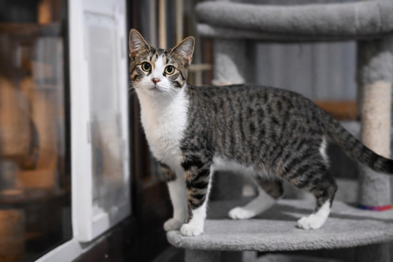 Bobbi Jo, Adoptable, Young Female Domestic Short Hair.