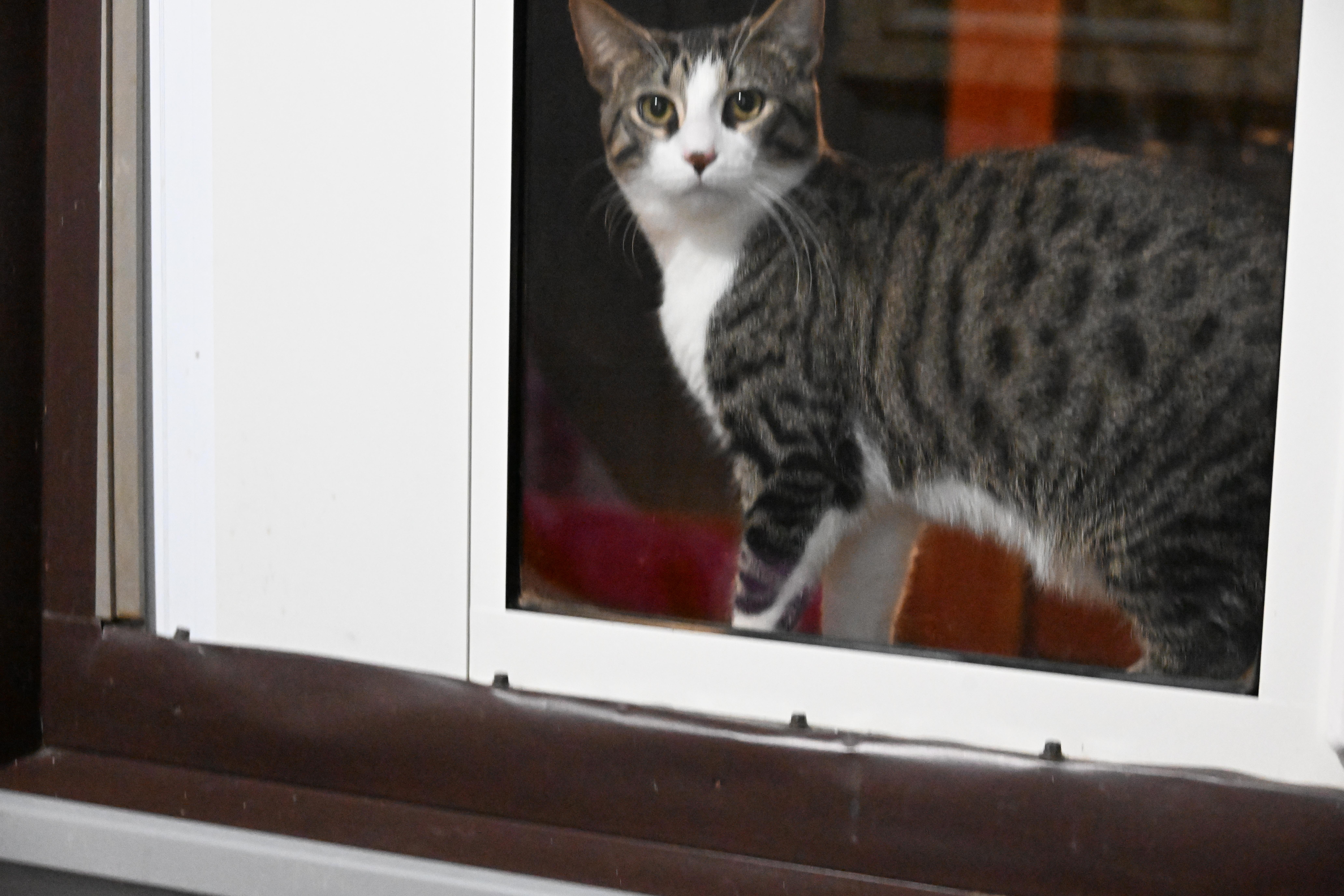 Enlarge Bobbi Jo, a Adoptable Domestic Short Hair in North Vernon, IN image 2/3