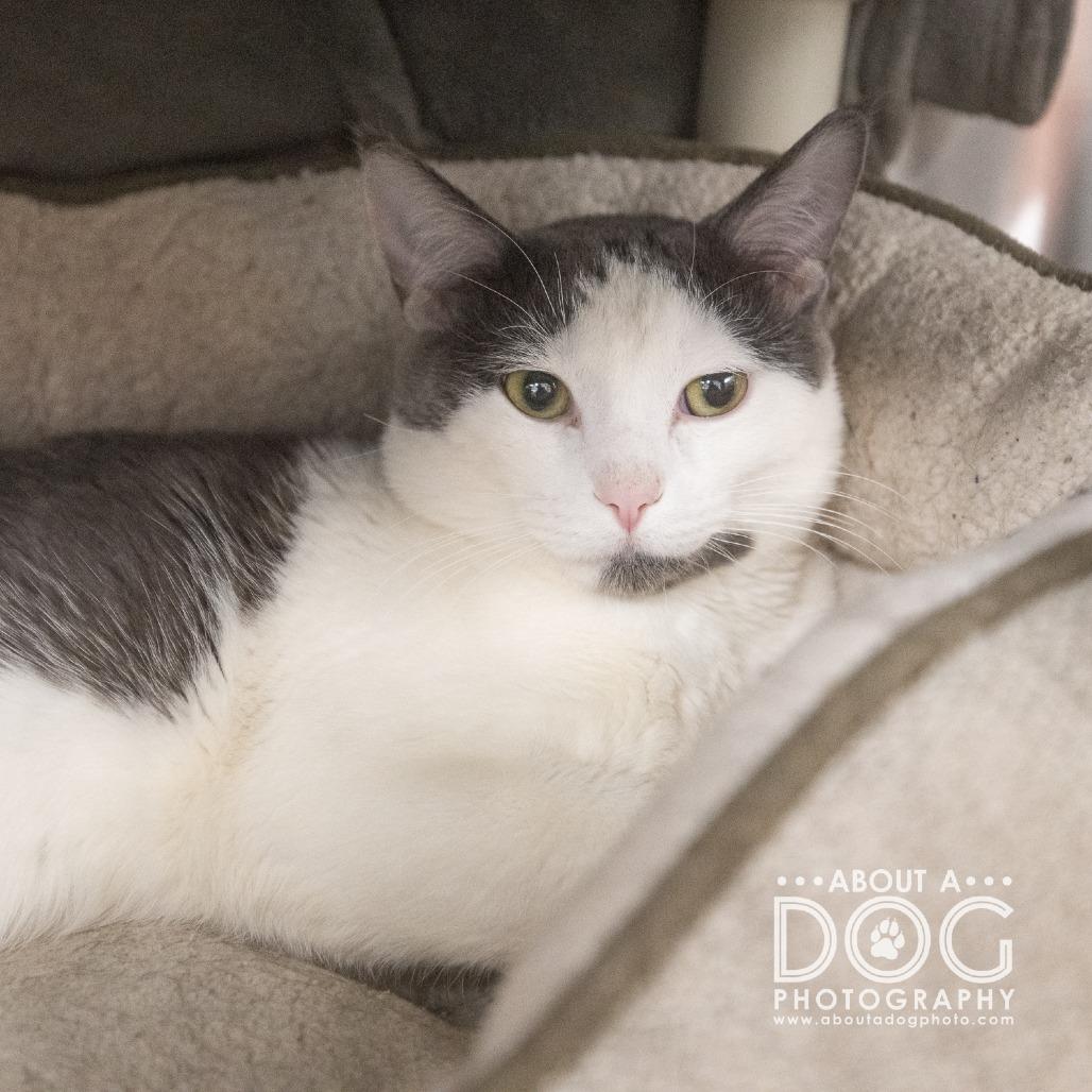 Enlarge Toby, a Adoptable Domestic Short Hair in Saint Cloud, MN image 1/6