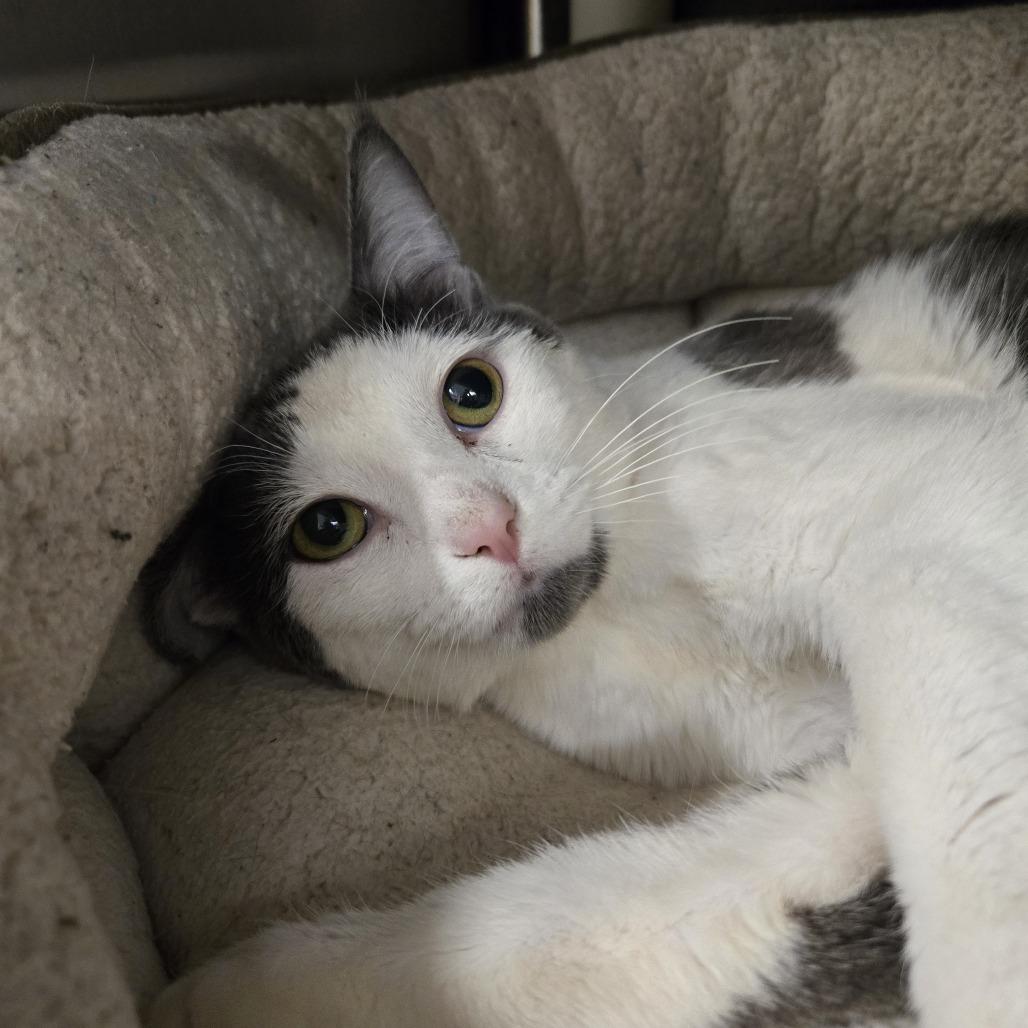 Enlarge Toby, a Adoptable Domestic Short Hair in Saint Cloud, MN image 2/6