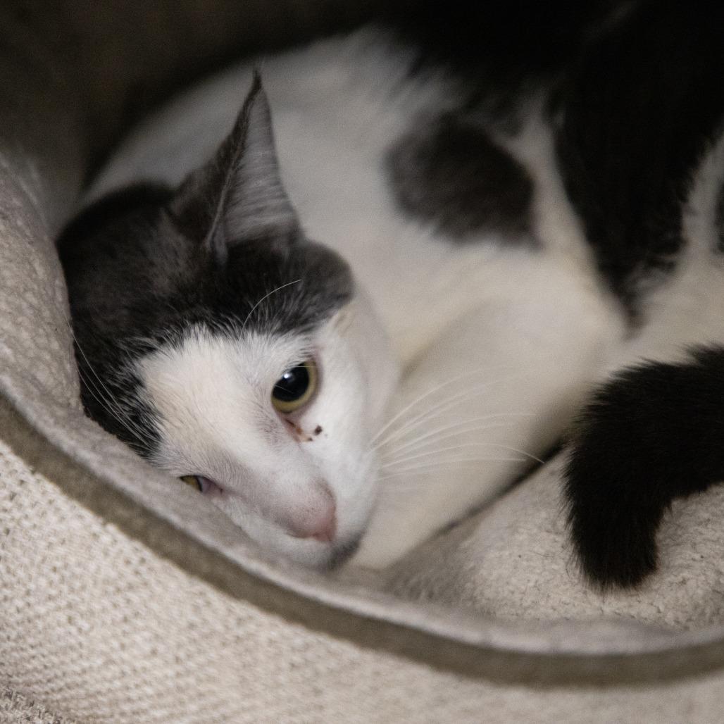 Enlarge Toby, a Adoptable Domestic Short Hair in Saint Cloud, MN image 3/6