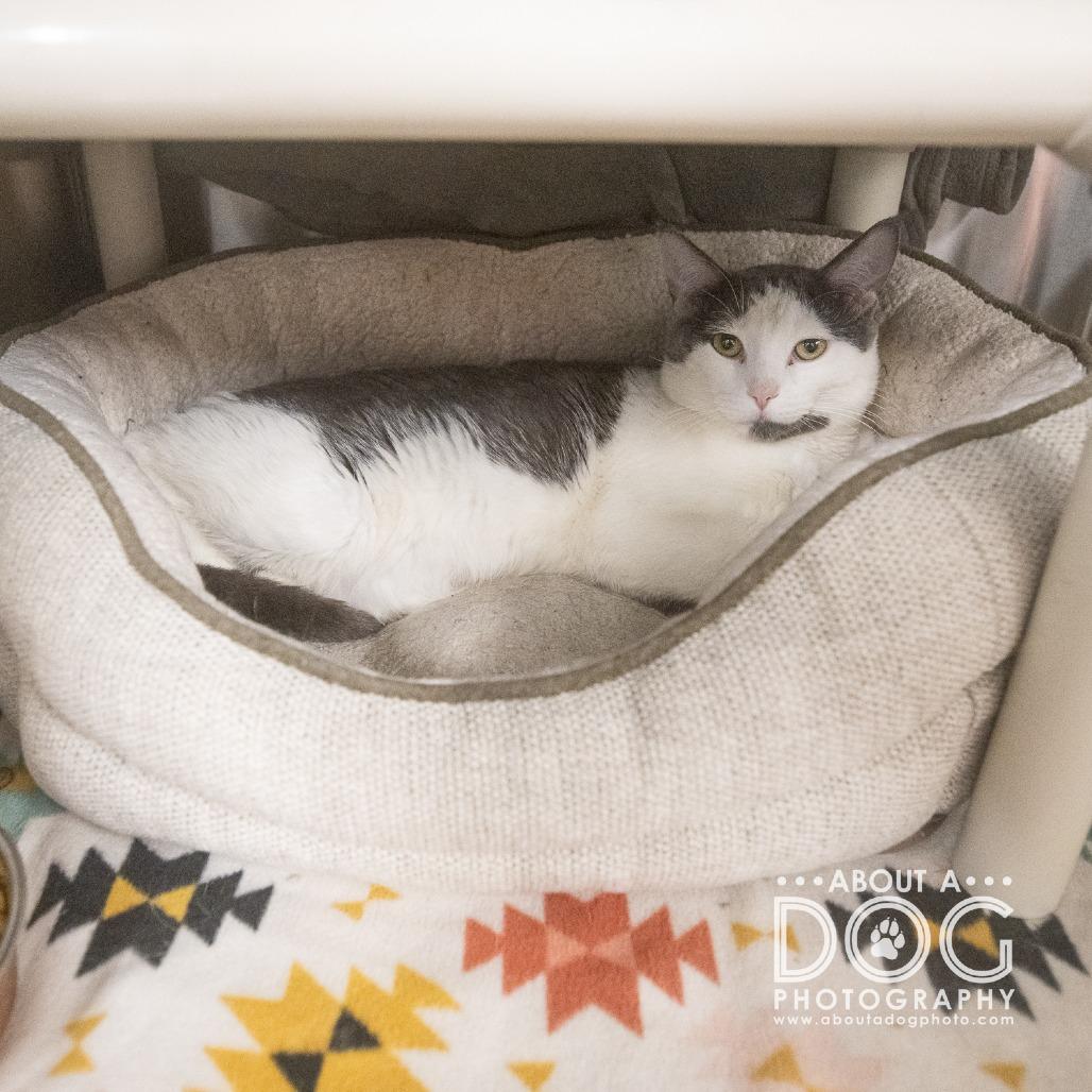 Enlarge Toby, a Adoptable Domestic Short Hair in Saint Cloud, MN image 4/6