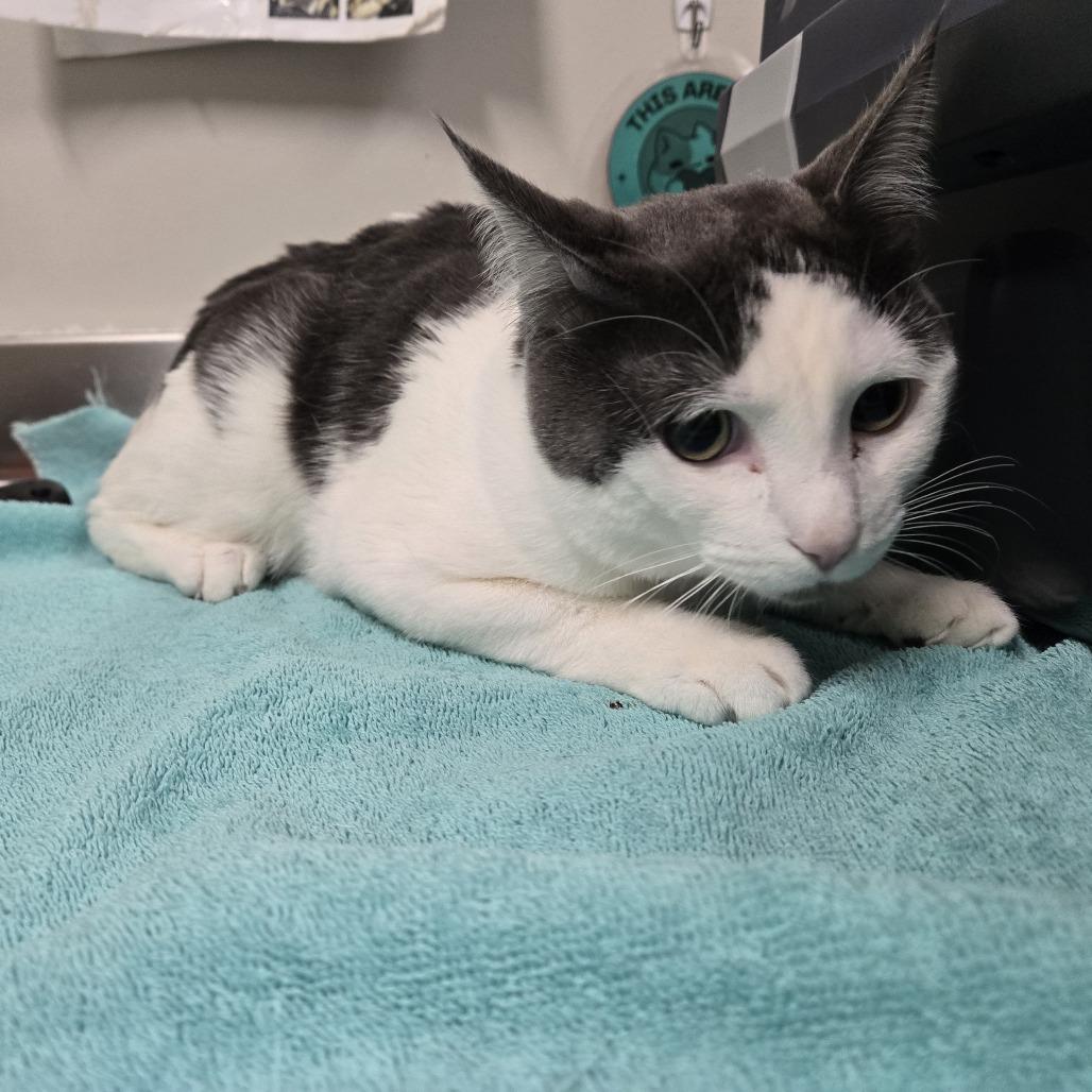 Enlarge Toby, a Adoptable Domestic Short Hair in Saint Cloud, MN image 5/6