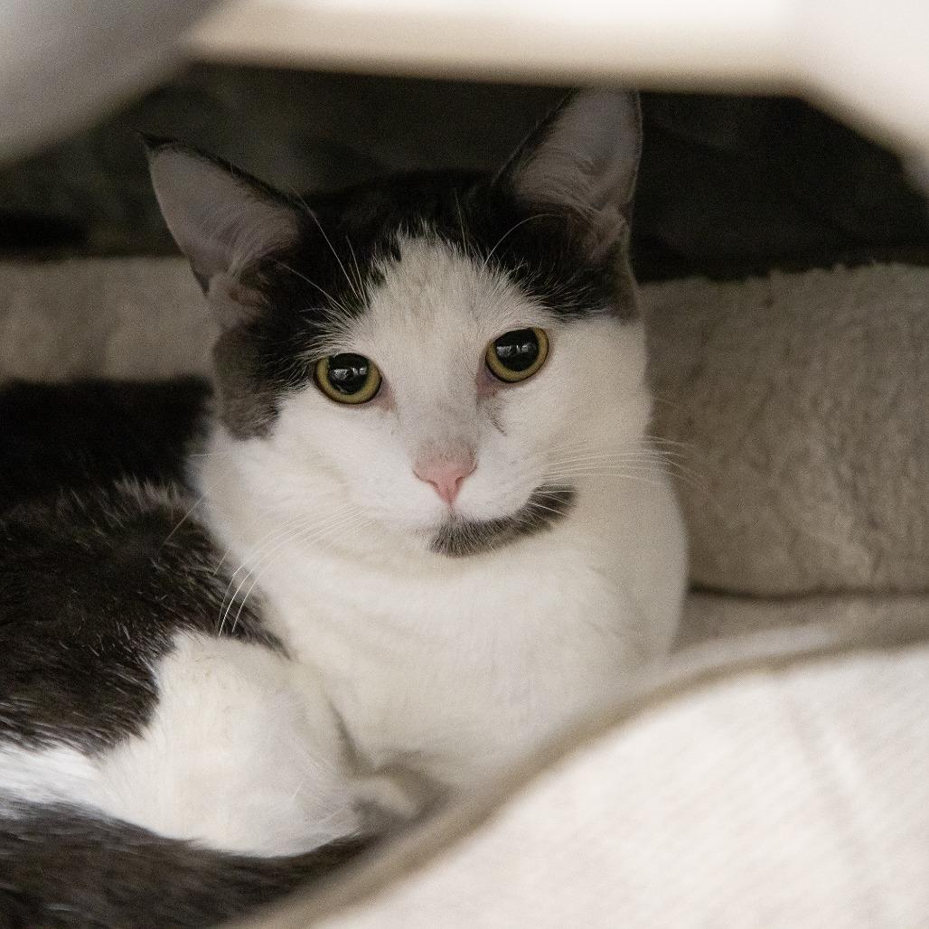 Enlarge Toby, a Adoptable Domestic Short Hair in Saint Cloud, MN image 6/6