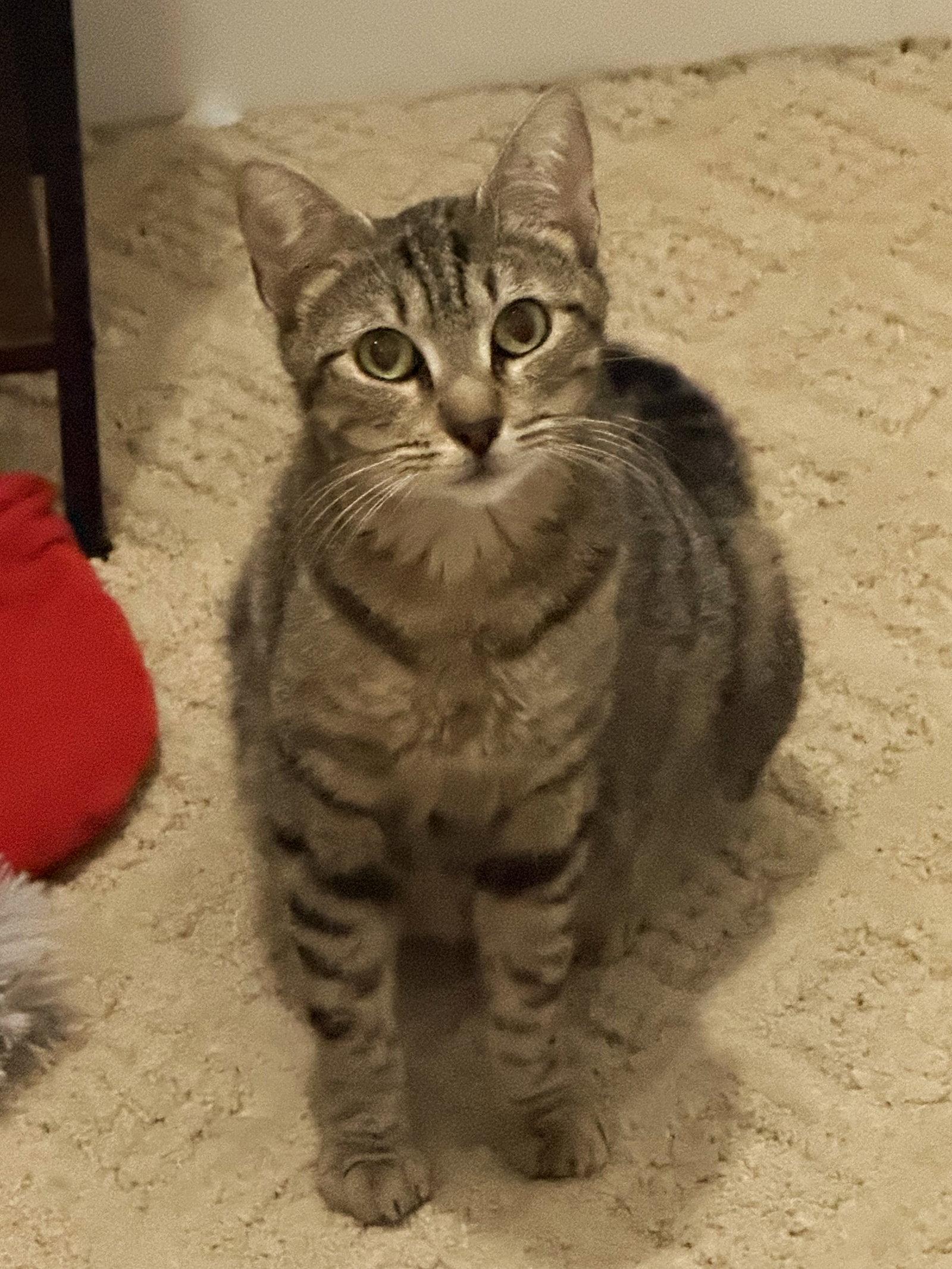 Sarabi *, Adoptable, Young Female Tabby.