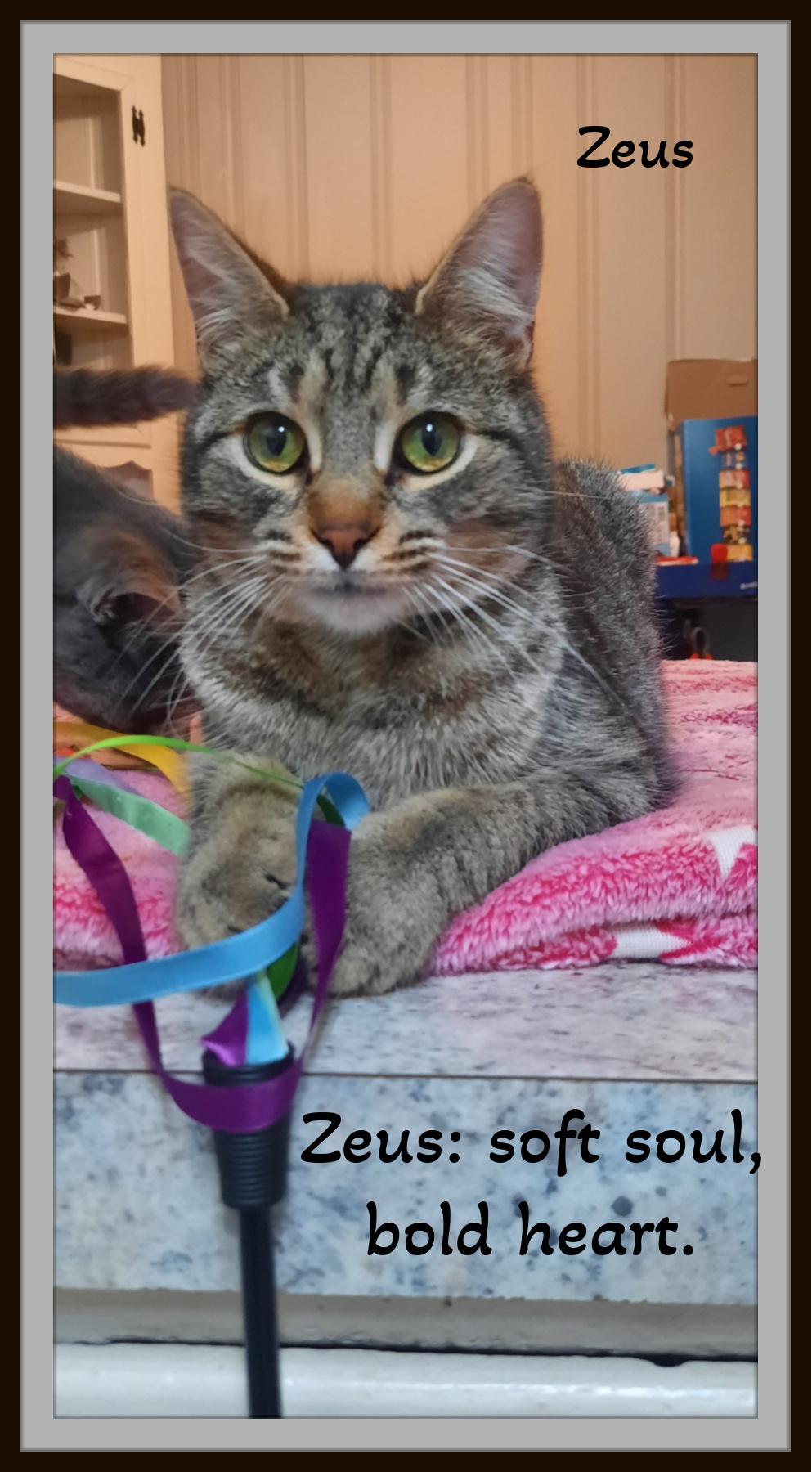 Enlarge Champ & Zeus - Best friends, cuddle kings, forever family-ready!!!, a ADOPTABLE Domestic Short Hair in Winston Salem, NC image 4/4