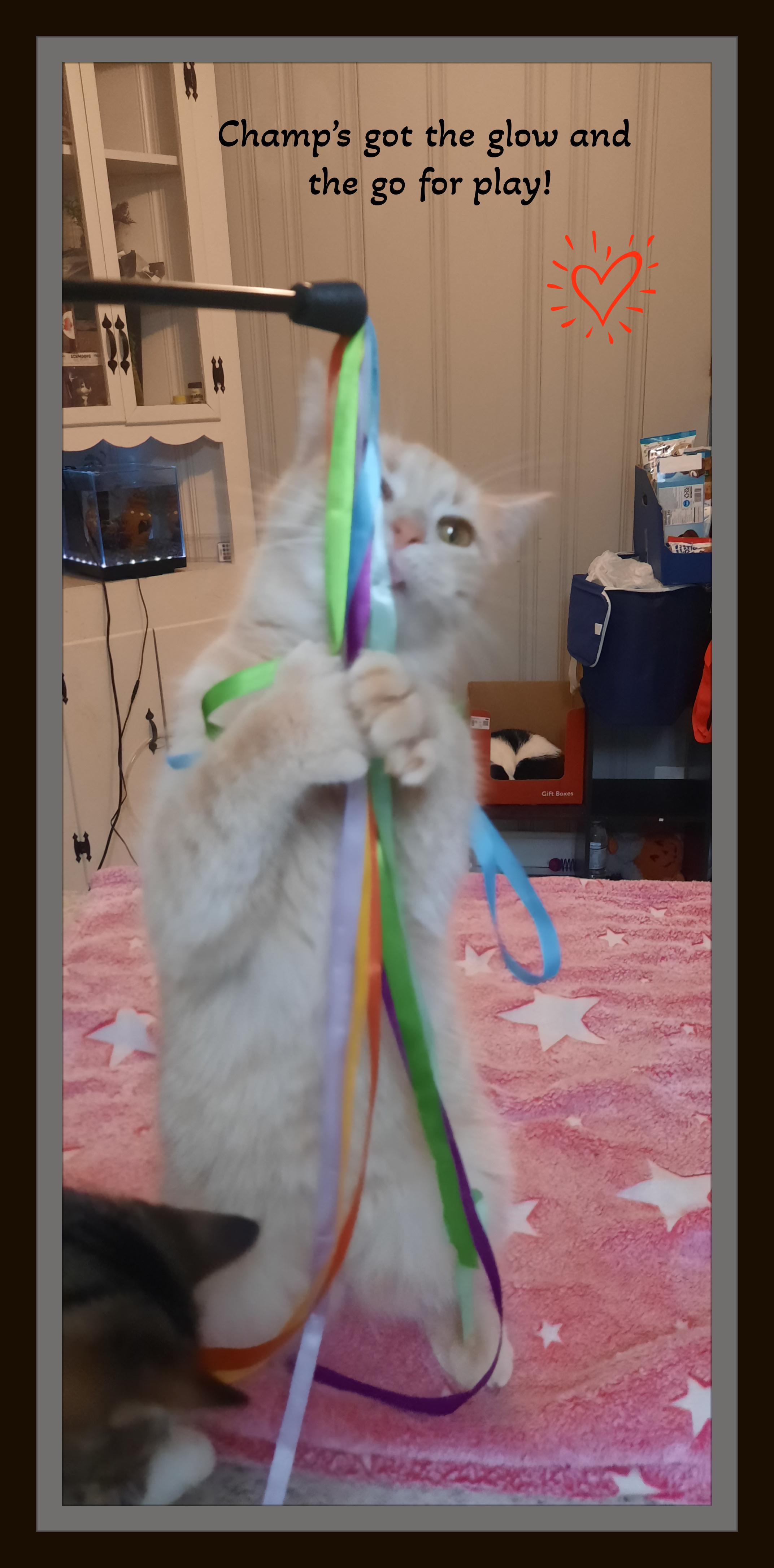 Enlarge Champ & Zeus - Best friends, cuddle kings, forever family-ready!!!, a ADOPTABLE Domestic Short Hair in Winston Salem, NC image 3/4