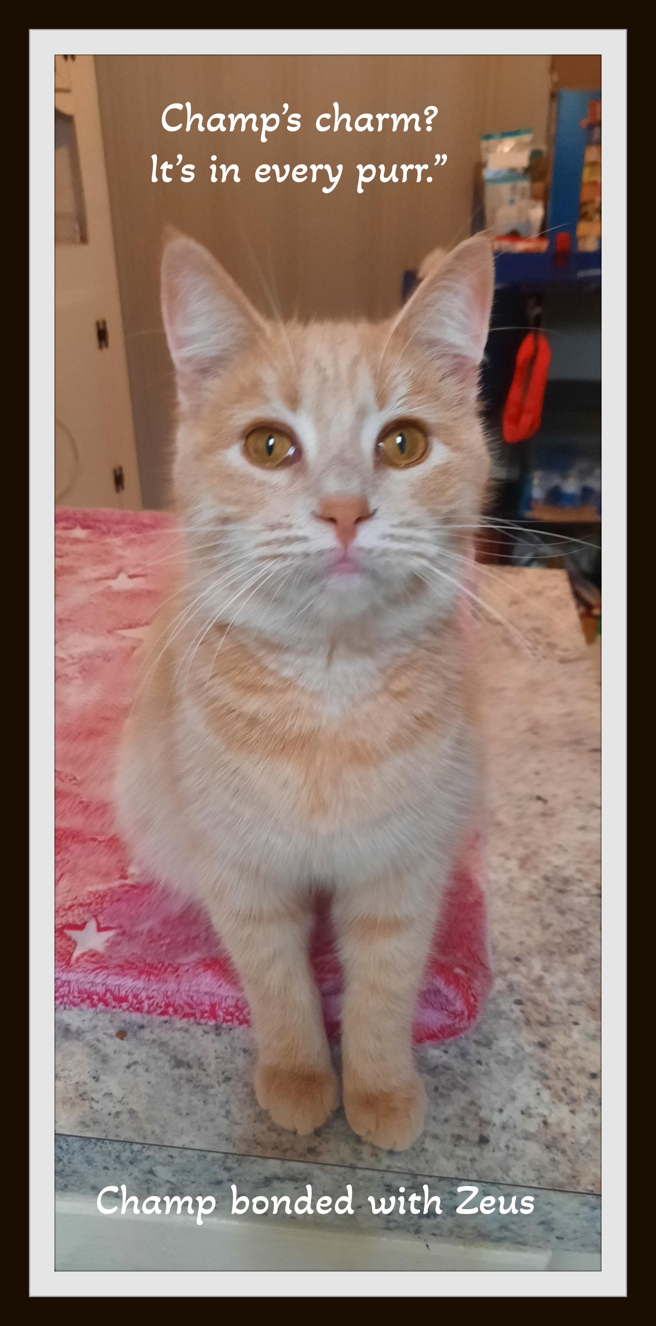 Champ & Zeus - Best friends, cuddle kings, forever family-ready!!!, ADOPTABLE, Kitten Male Domestic Short Hair.