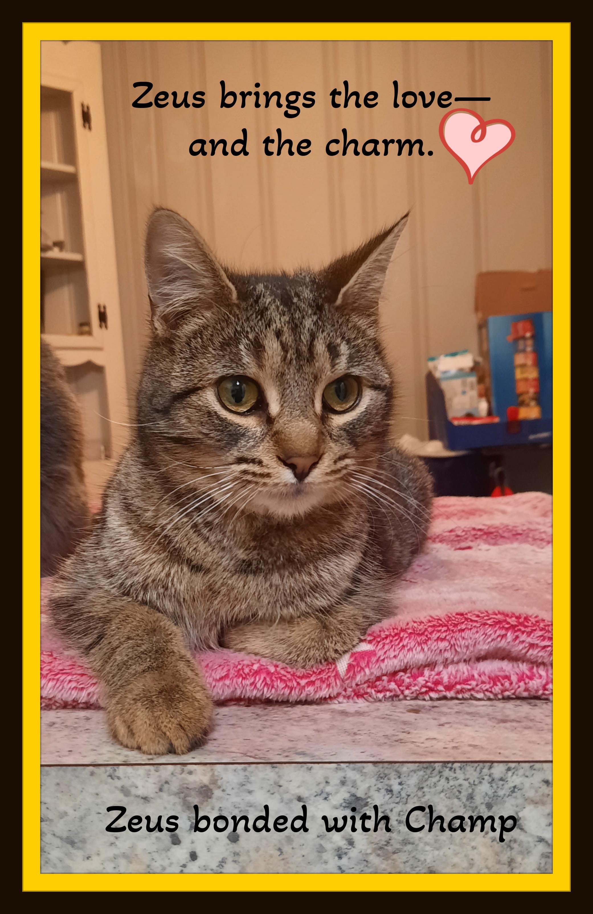 Enlarge Champ & Zeus - Best friends, cuddle kings, forever family-ready!!!, a ADOPTABLE Domestic Short Hair in Winston Salem, NC image 2/4