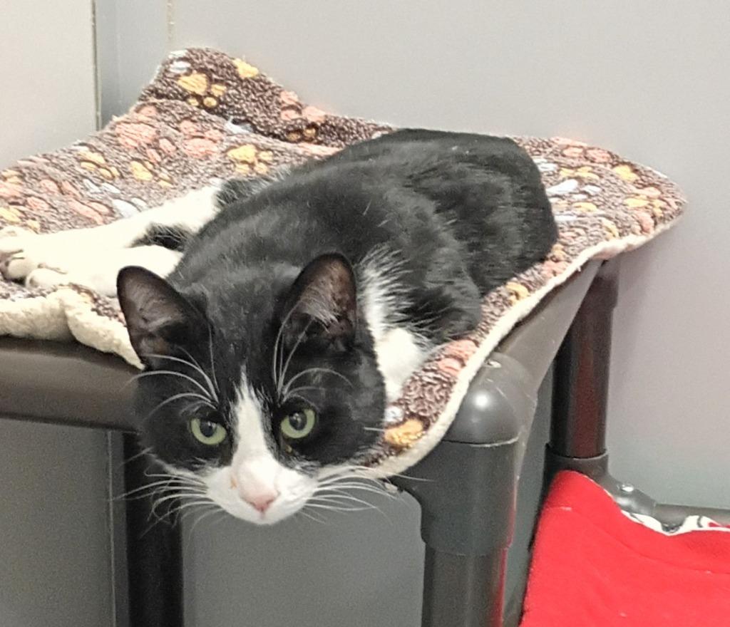 McGee, Adoptable, Adult Male Domestic Short Hair.