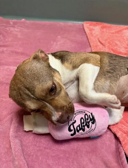 Lisa, Adoptable, Young Female American Bulldog & Mixed Breed.