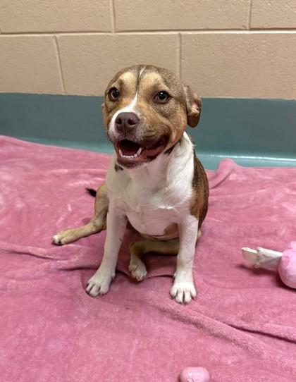 Lisa, a Adoptable mixed breed in Irving, TX image 2/2