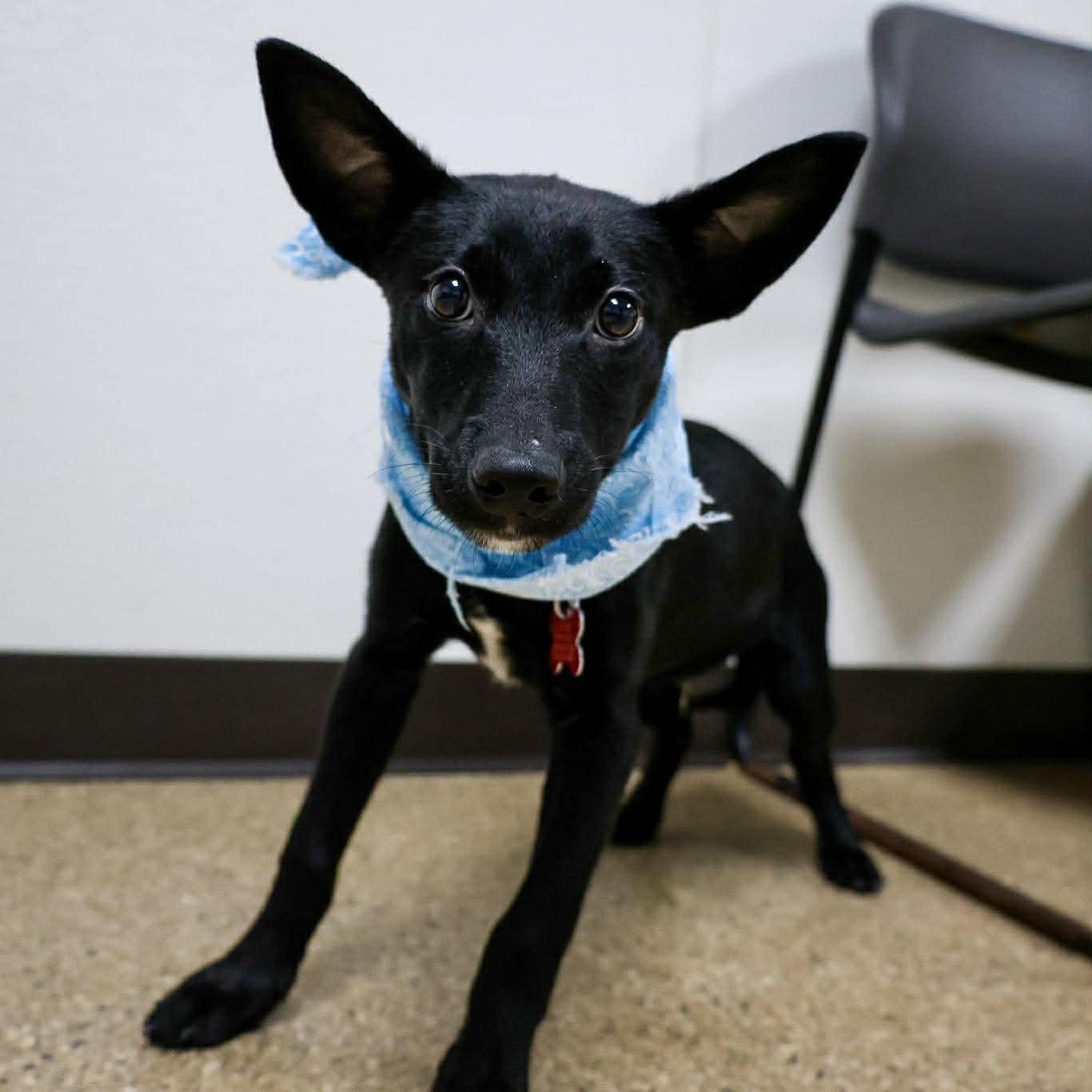 Enlarge Damask, an adopted Shepherd in Valparaiso, IN image 3/3