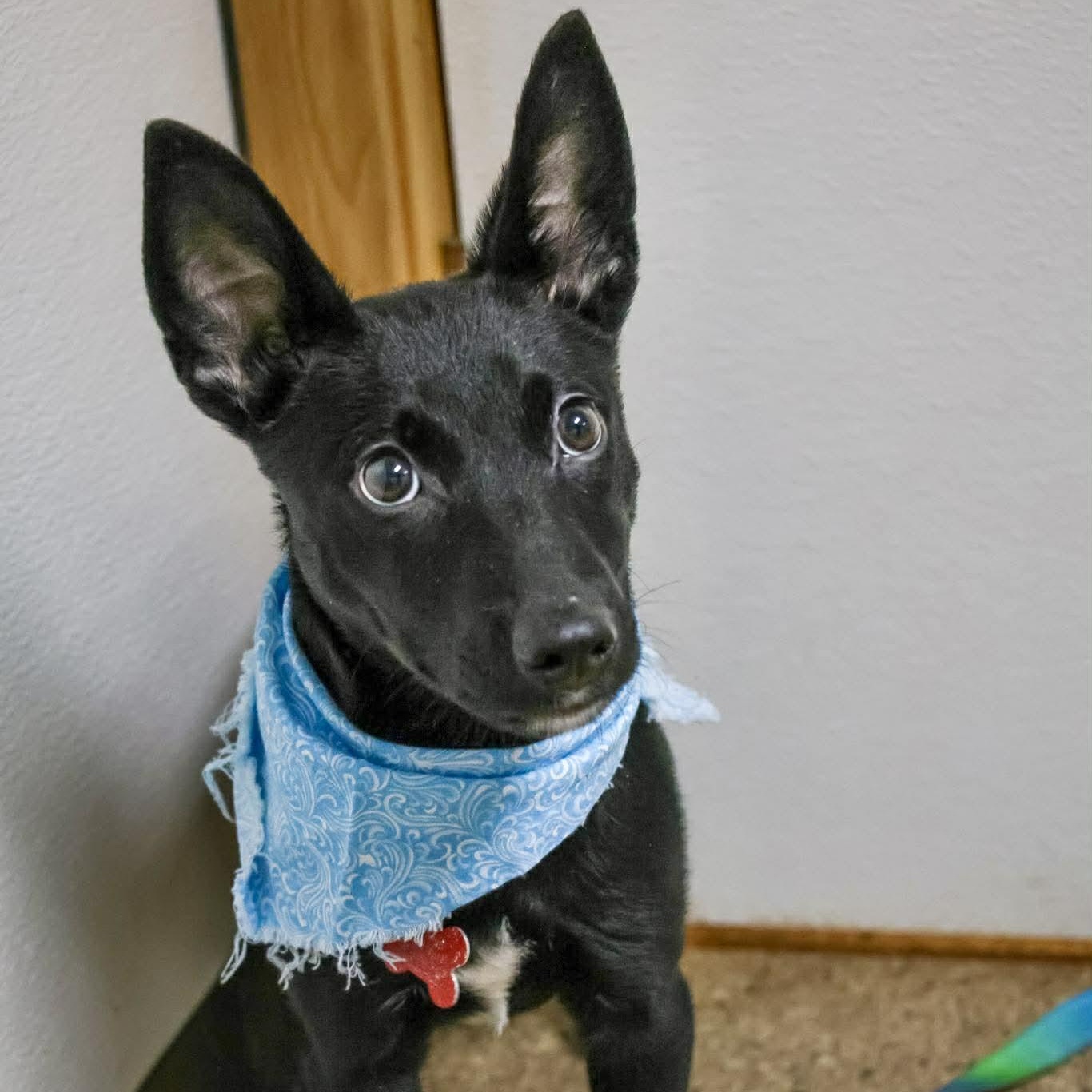 Enlarge Damask, an adopted Shepherd in Valparaiso, IN image 1/3