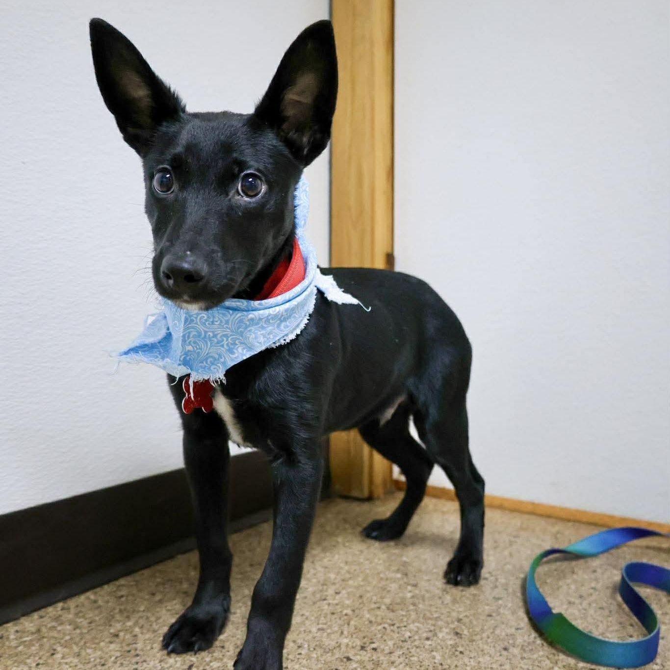 Enlarge Damask, an adopted Shepherd in Valparaiso, IN image 2/3