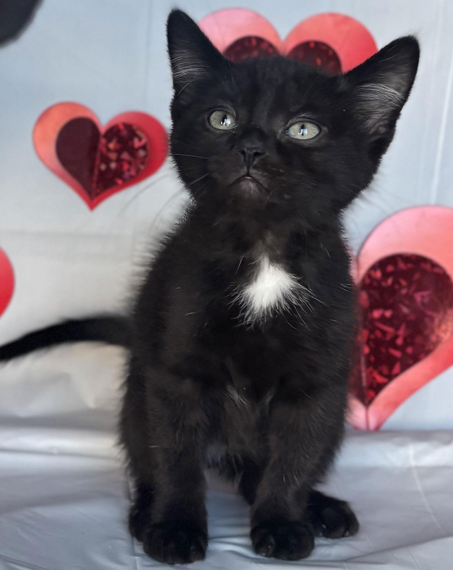 Zyan, Adoptable, Young Male Domestic Short Hair.