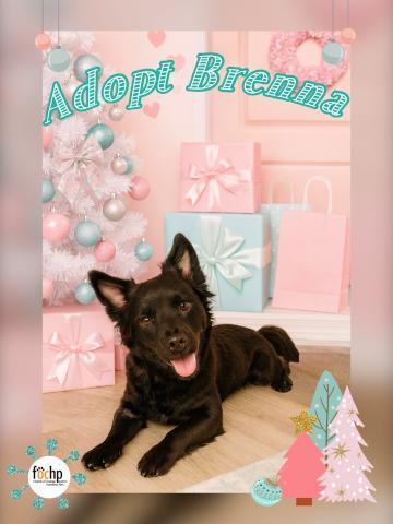 Brenna, Adoptable, Young Female Corgi.