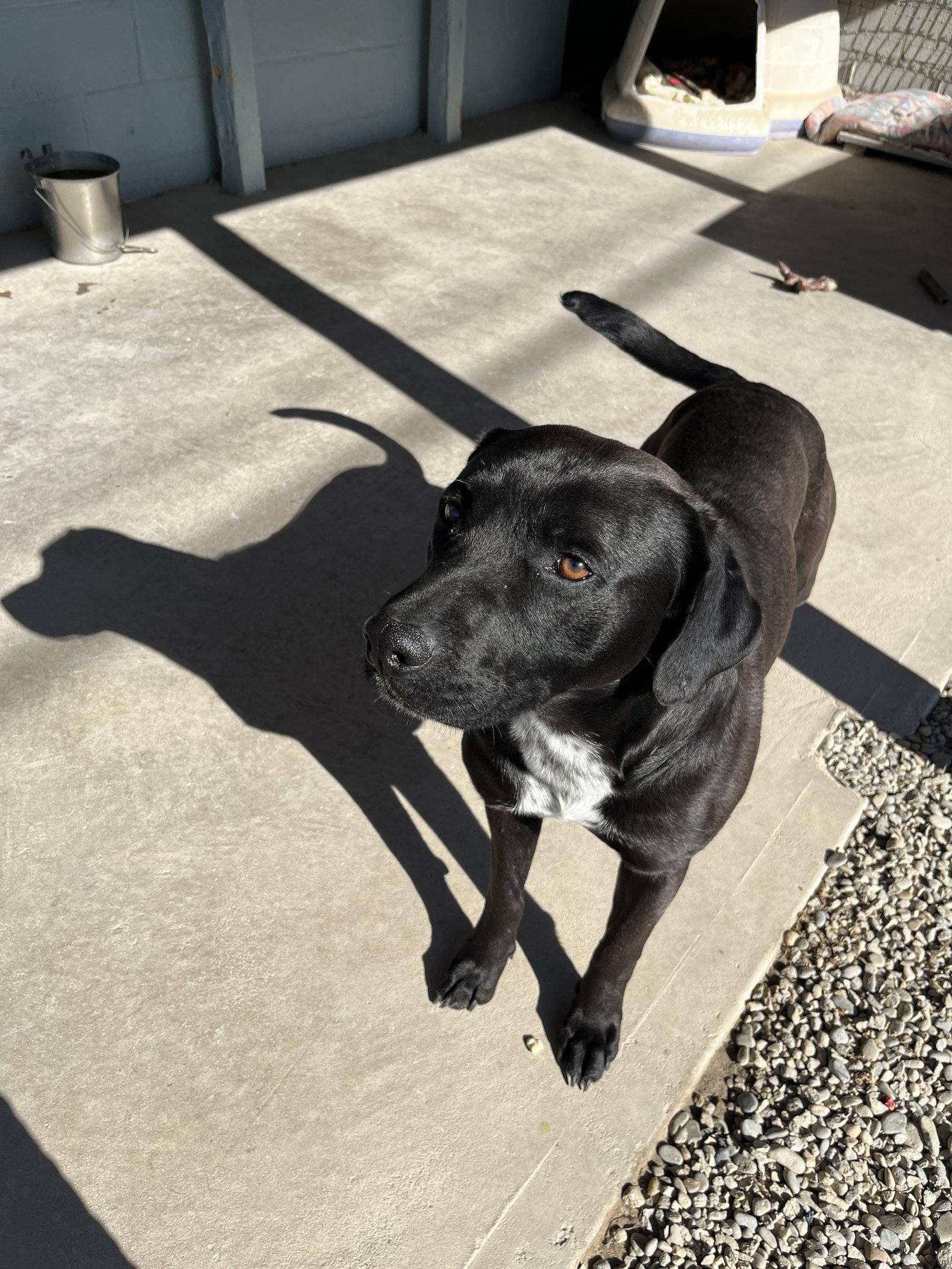 Enlarge Bourbon, a Adoptable Mixed Breed in Emmett, ID image 1/2