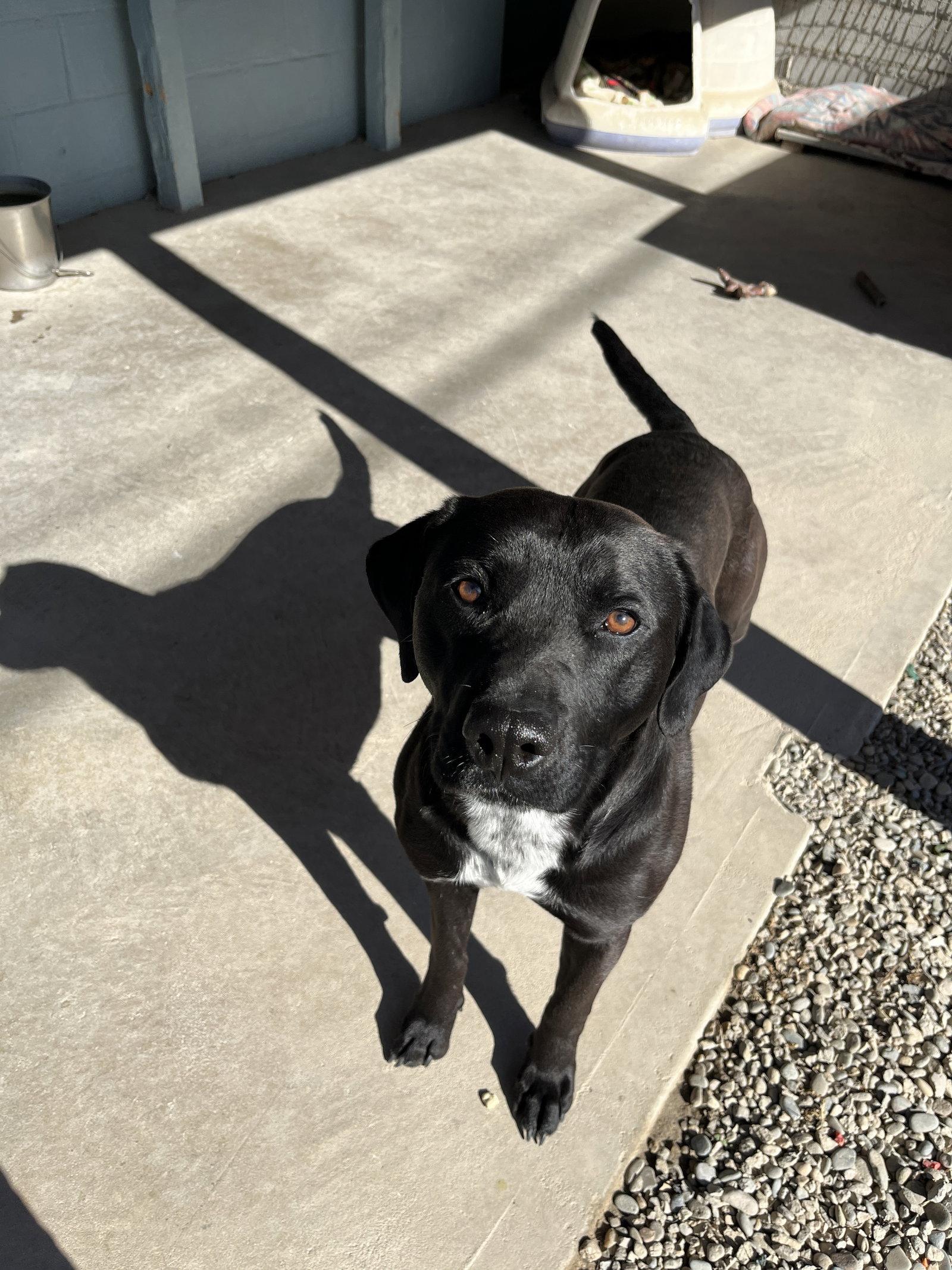 Enlarge Bourbon, a Adoptable Mixed Breed in Emmett, ID image 2/2