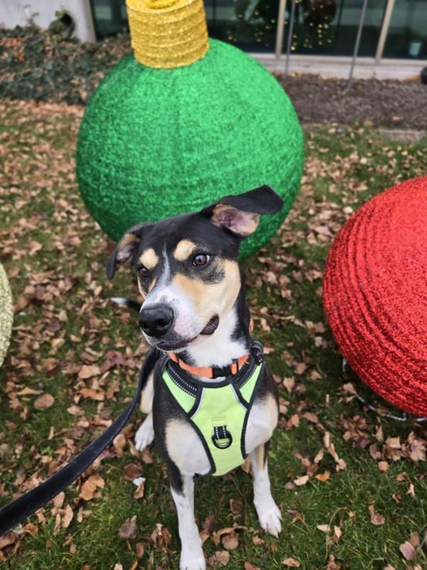 Enlarge Smartie, a Adoptable mixed breed in Salt Lake City, UT image 1/6