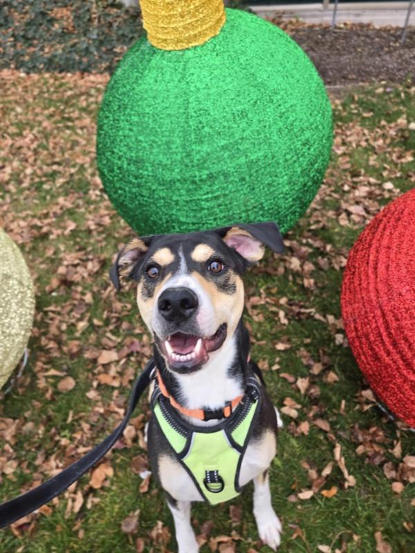 Enlarge Smartie, a Adoptable mixed breed in Salt Lake City, UT image 6/6