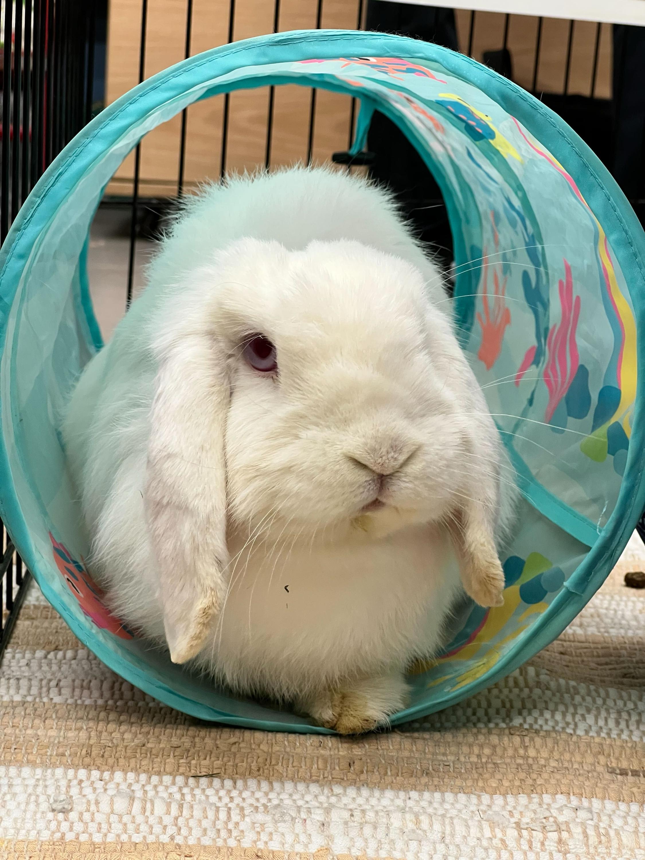 Enlarge Oscar, a Adoptable Mini Lop in New York, NY image 1/1