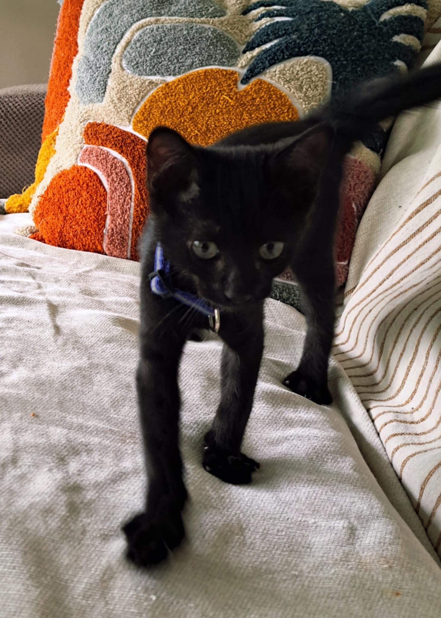 Bentley =^.^=