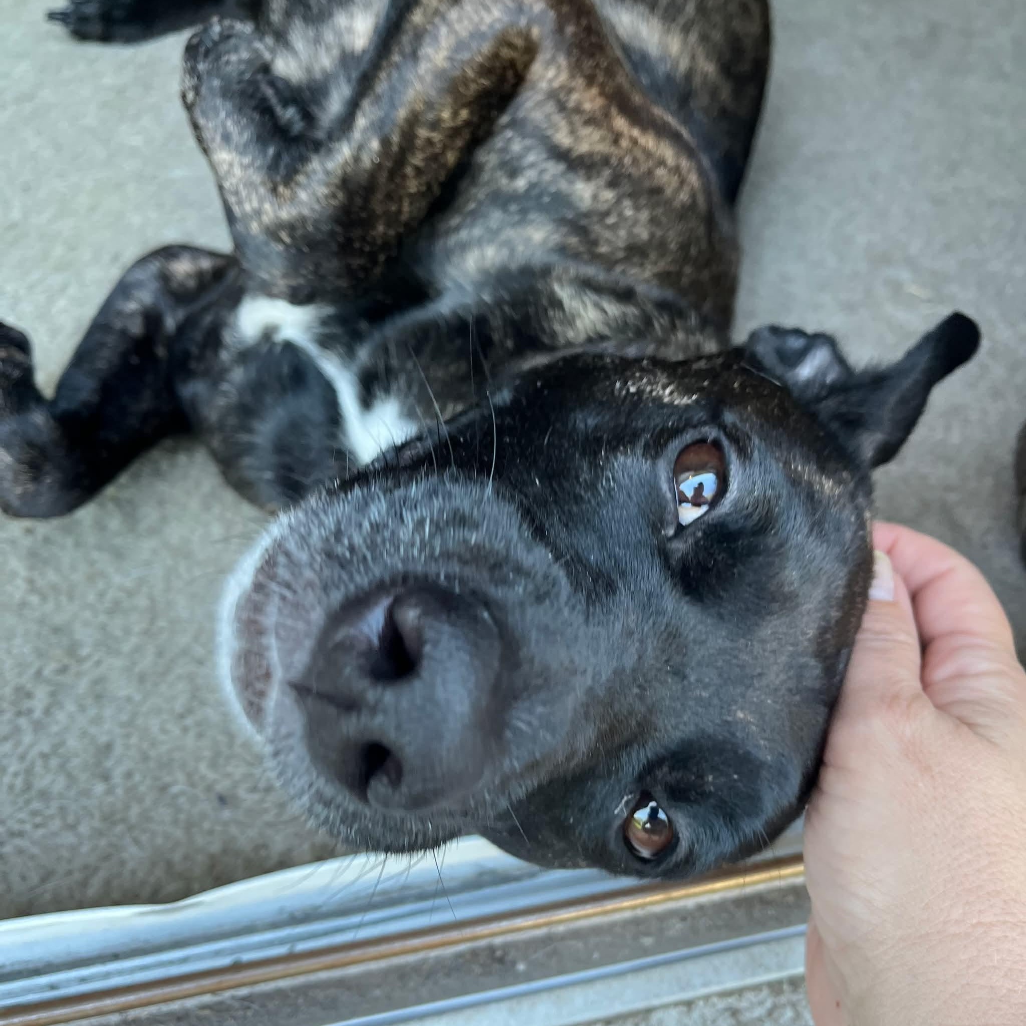 Enlarge Aubrey, a Adopted mixed breed in Warren, RI image 2/6