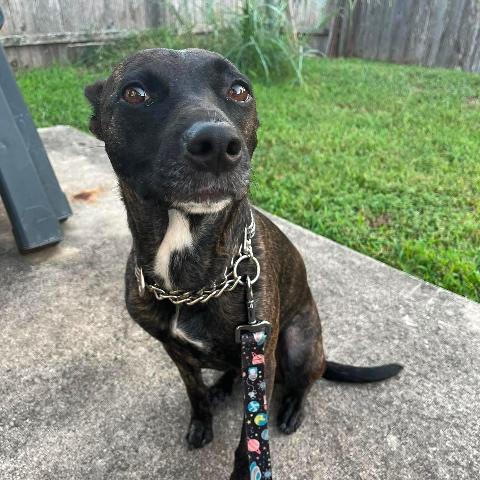 Enlarge Aubrey, a Adopted mixed breed in Warren, RI image 1/6