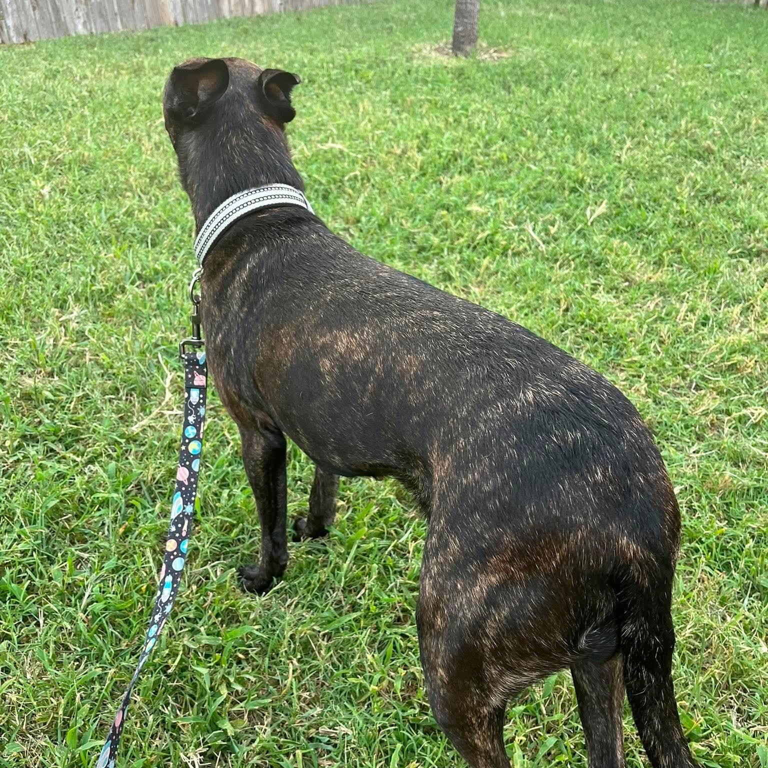 Enlarge Aubrey, a Adopted mixed breed in Warren, RI image 5/6