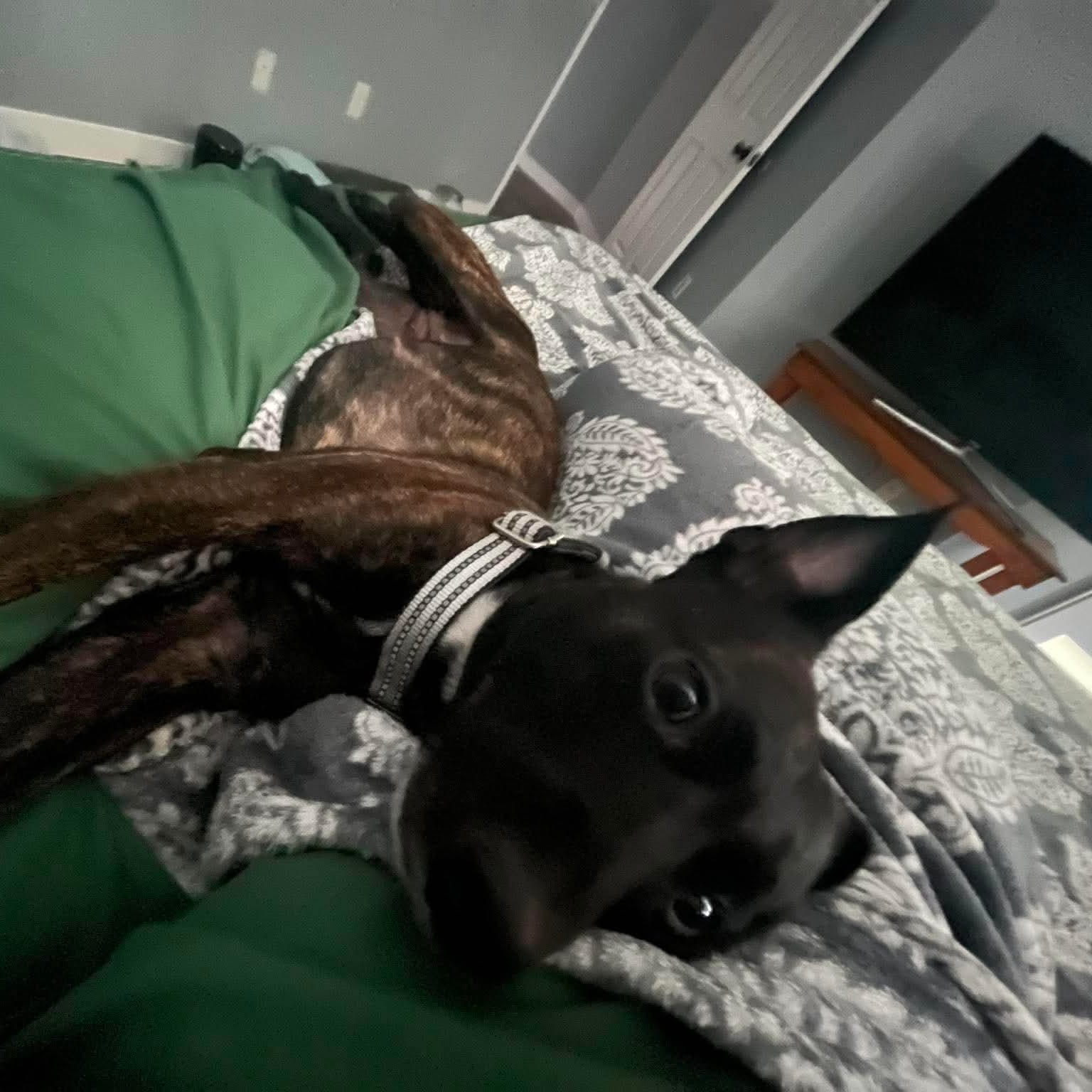 Enlarge Aubrey, a Adopted mixed breed in Warren, RI image 6/6
