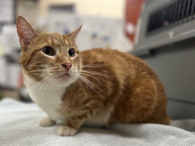 Enlarge MILO, a Adoptable Domestic Short Hair in Aliquippa, PA image 1/1