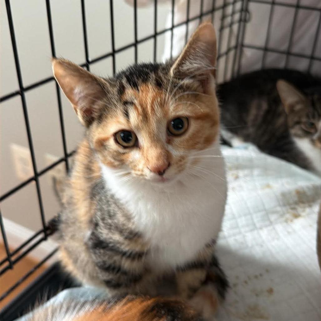 Enlarge Libby, a Adoptable Domestic Short Hair in Winchester, VA image 1/1