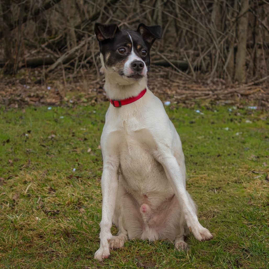 Banks 23, Adoptable, Adult Male Jack Russell Terrier & Mixed Breed.