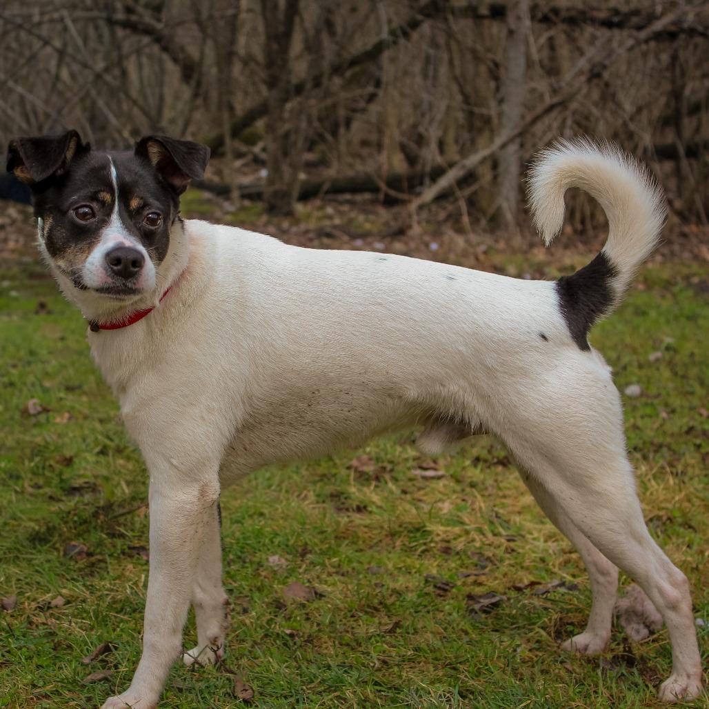 Enlarge Banks 23, a Adoptable mixed breed in Canastota, NY image 2/4