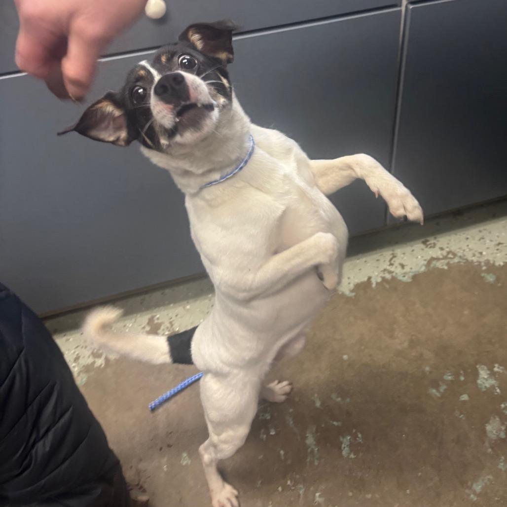 Enlarge Banks 23, a Adoptable mixed breed in Canastota, NY image 3/4