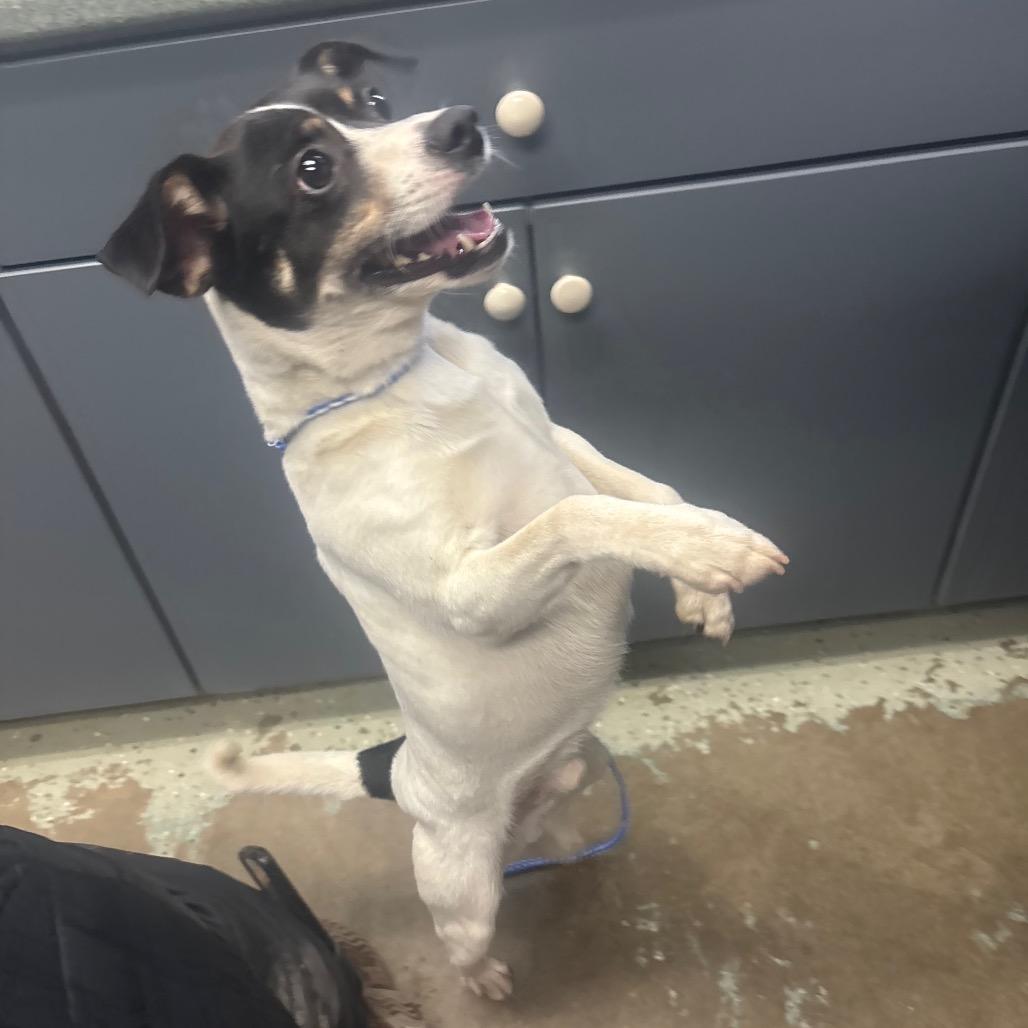 Enlarge Banks 23, a Adoptable mixed breed in Canastota, NY image 4/4