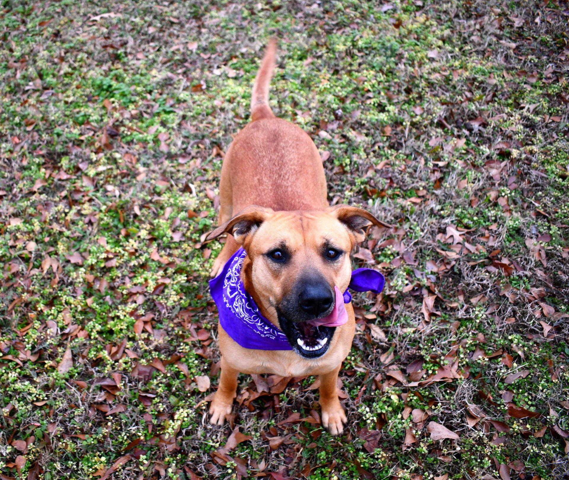 Enlarge Biscuit, an adopted mixed breed in Muldrow, OK image 1/6