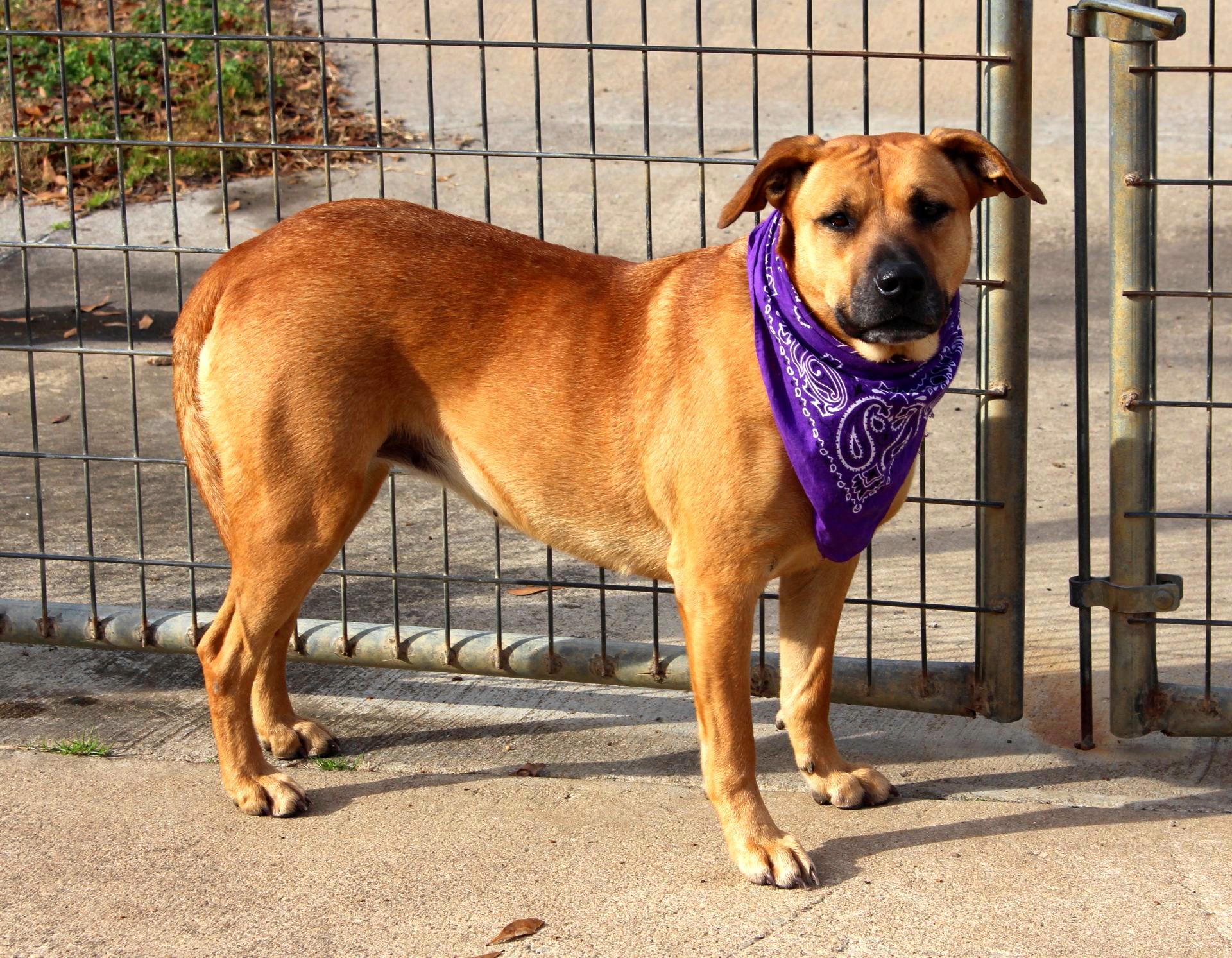 Enlarge Biscuit, an adopted mixed breed in Muldrow, OK image 5/6